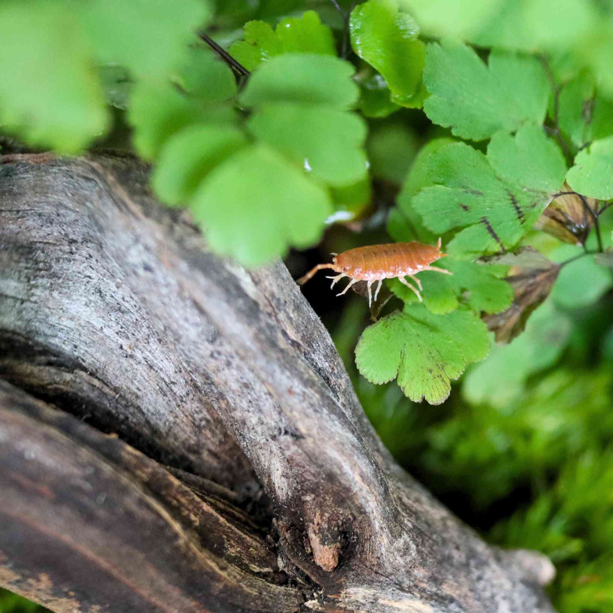 powder orange isopod on plant