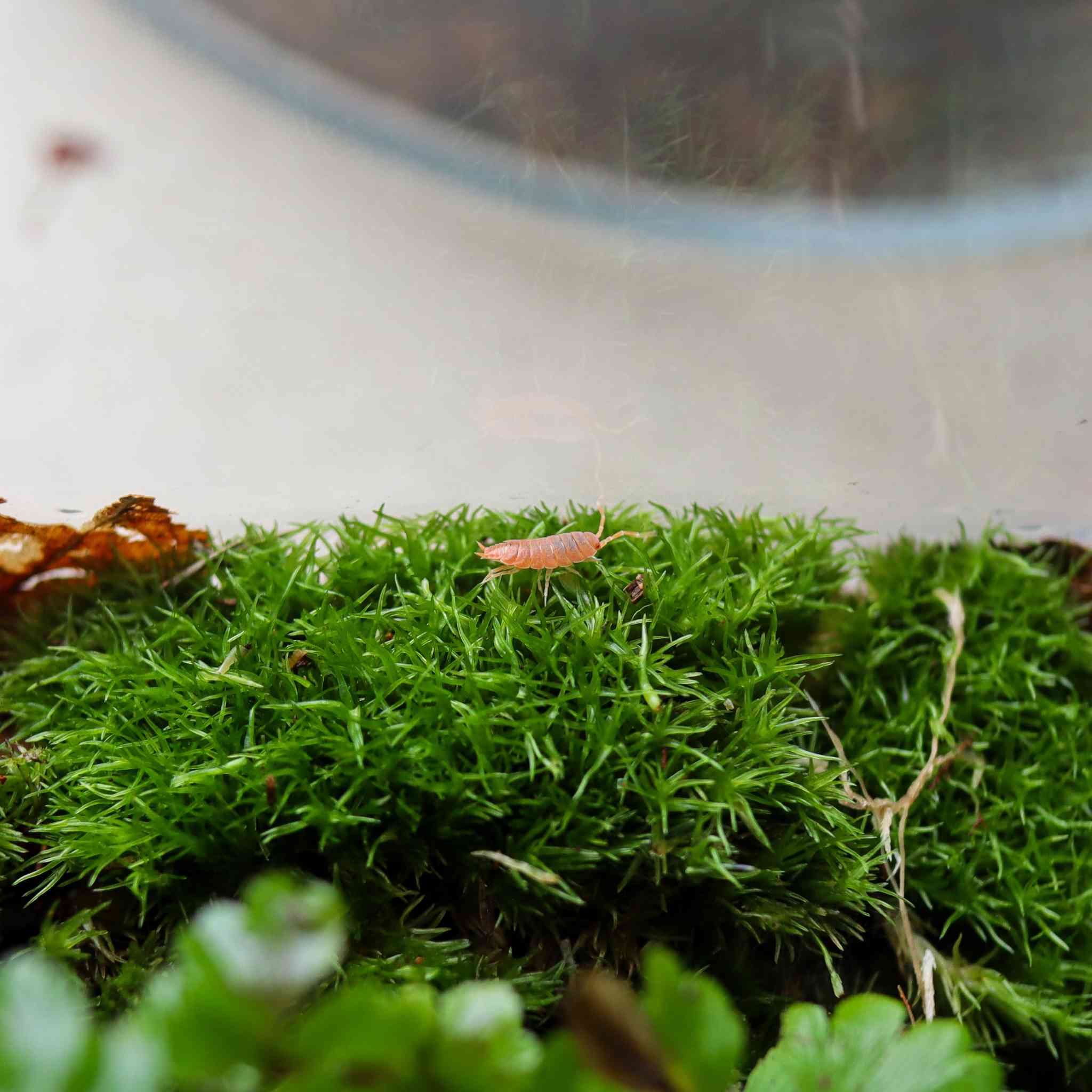 powder orange isopod on moss
