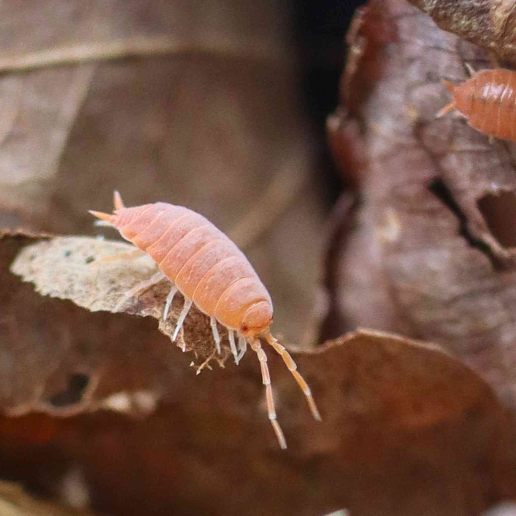 powder orange isopod