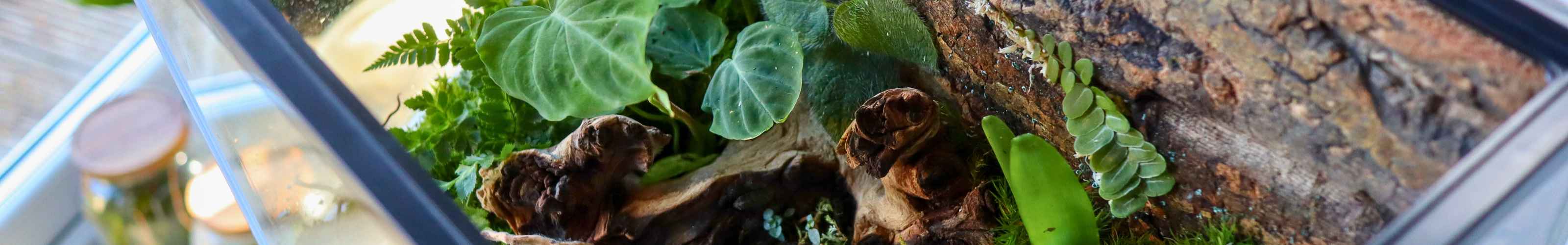 tropical terrarium tank