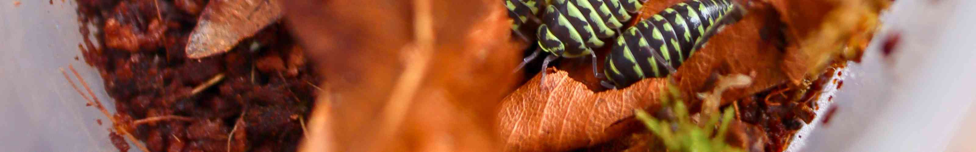 yellow zebra isopods