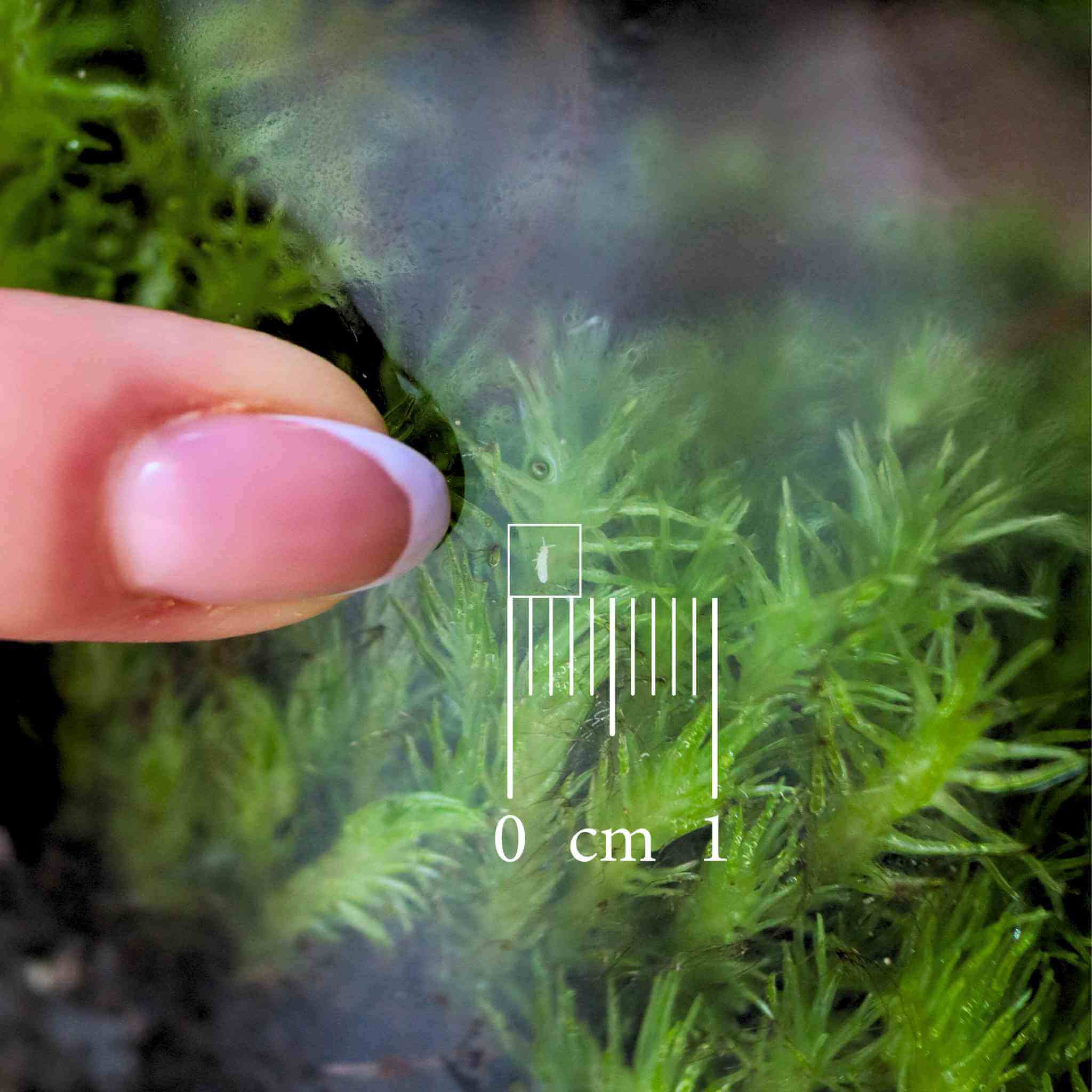 springtails in terrarium