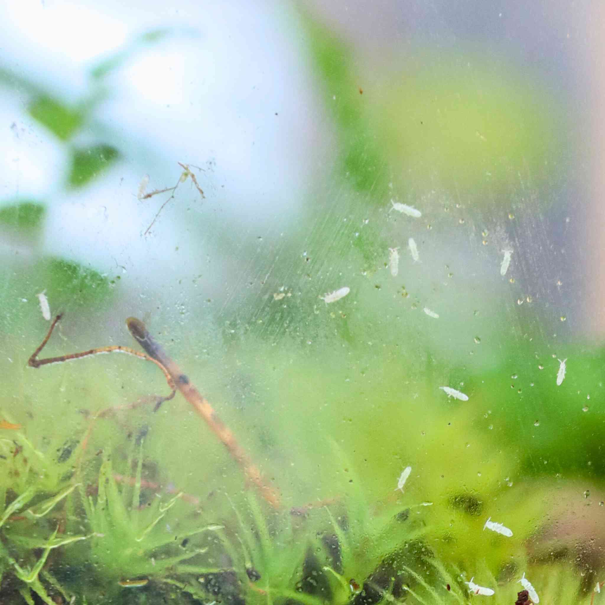 springtails in terrarium
