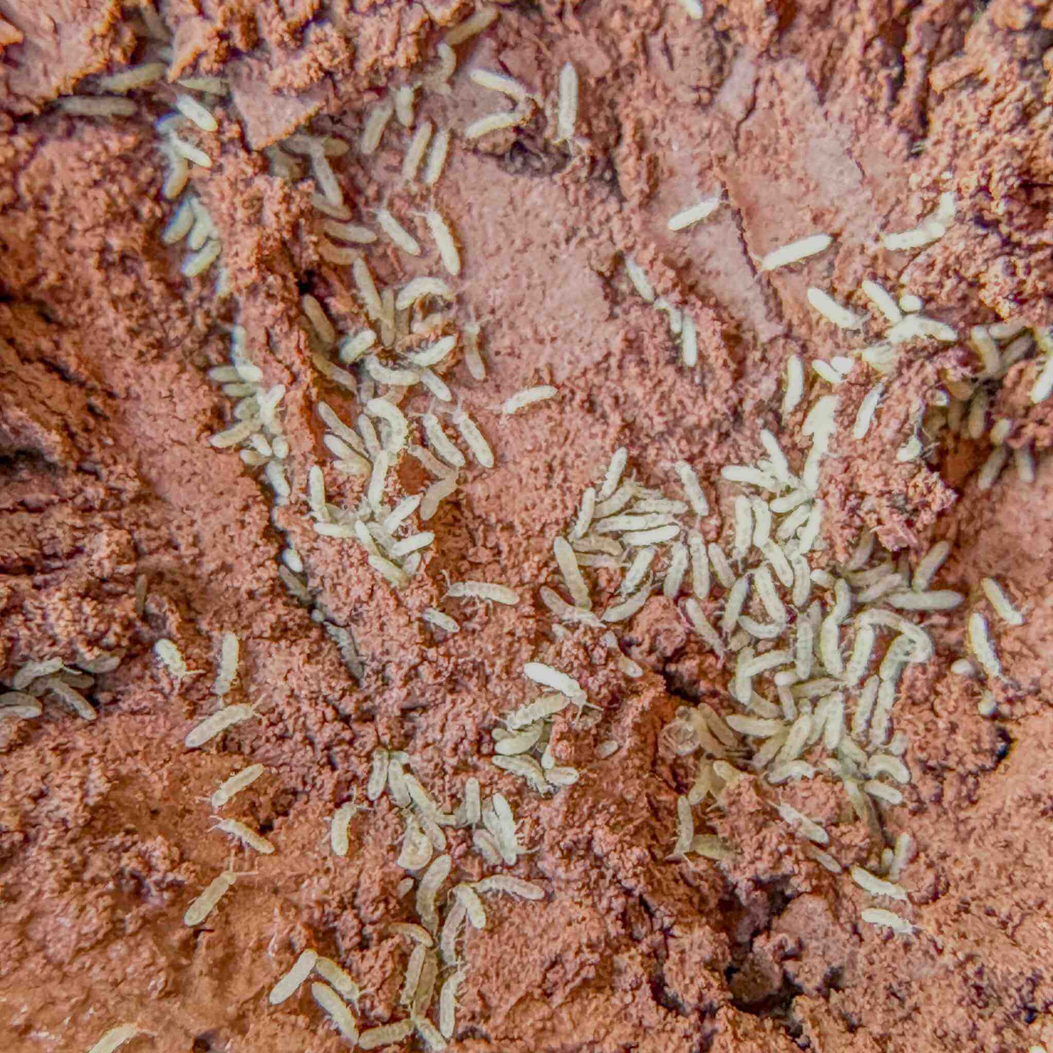 temperate white springtails culture