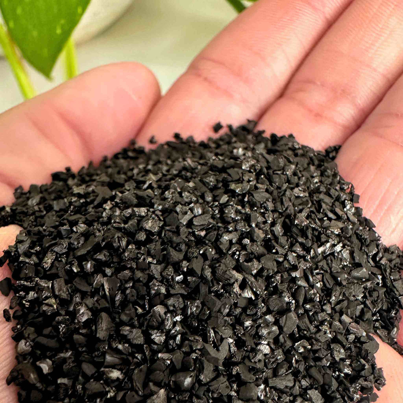 Activated Charcoal for Terrariums (FilterGrade Coconut Carbon)