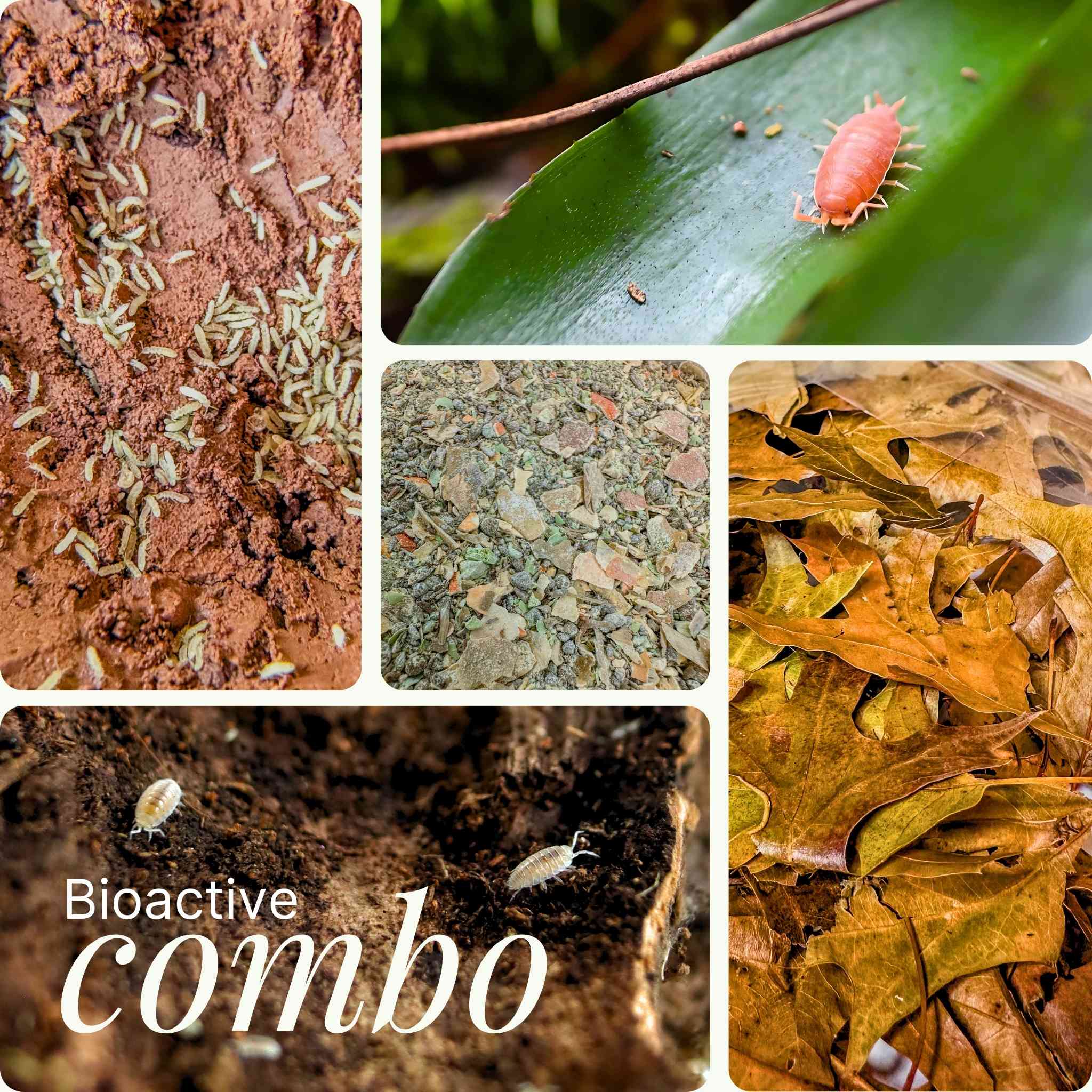 Bioactive Cleanup Crew Bundle (Isopods, Springtails + Food)