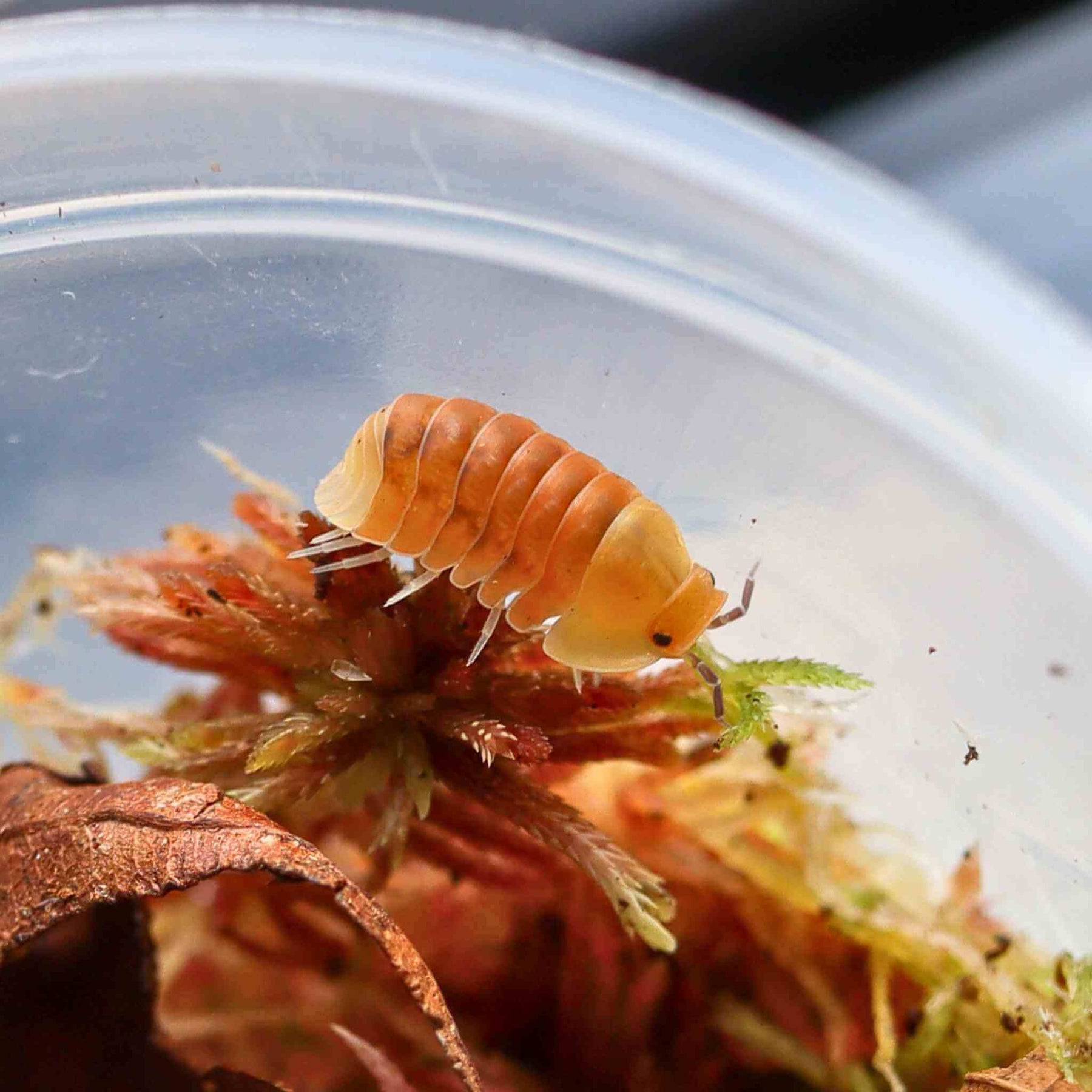 Blonde Ducky Isopods (Cubaris sp.) 6 Count | Cute & Quirky