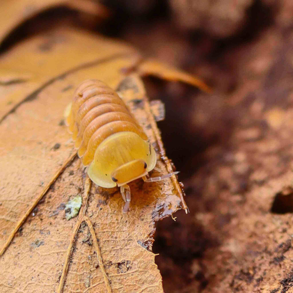 Blonde Ducky Isopods (Cubaris sp.) 6 Count | Cute & Quirky