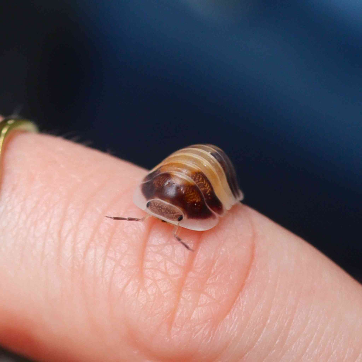 Cappuccino Isopods (Cubaris sp.) 6 Count | Cute & Creamy
