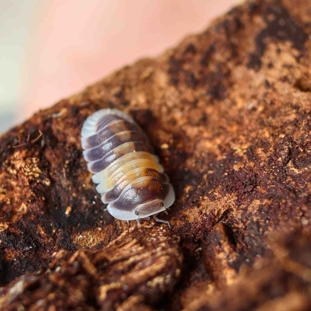 Cappuccino Isopods (Cubaris sp.) 6 Count | Cute & Creamy