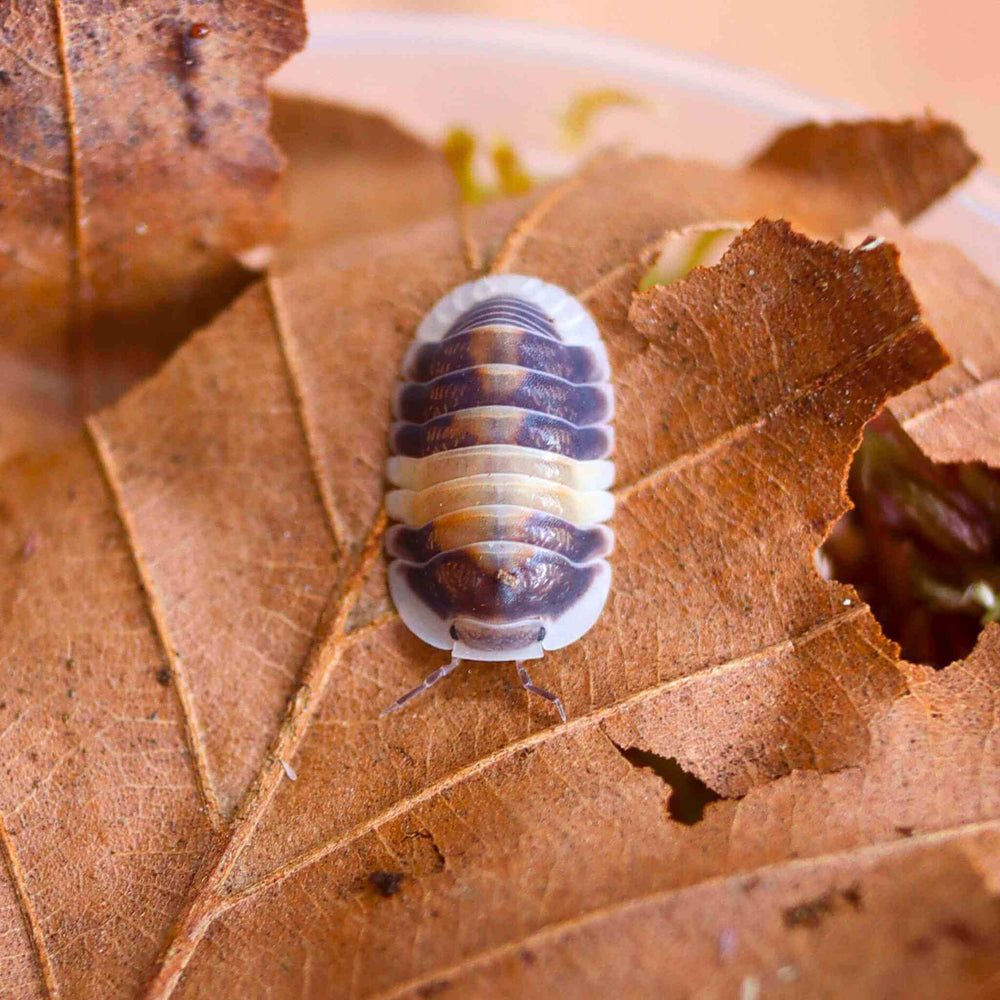Cappuccino Isopods (Cubaris sp.) 6 Count | Cute & Creamy