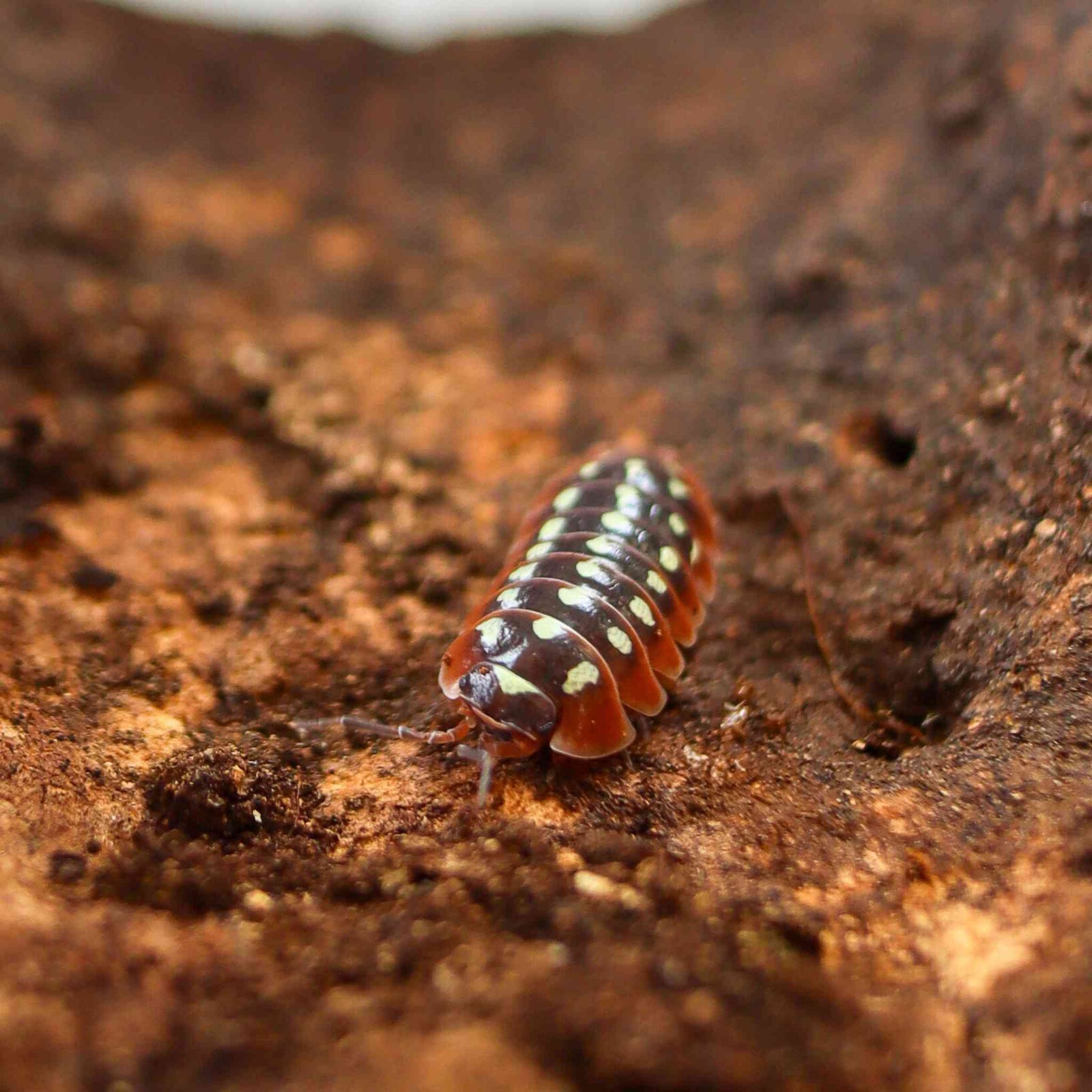 Clown Isopods (Armadillidium klugii ‘Dubrovnik’) 10 Count