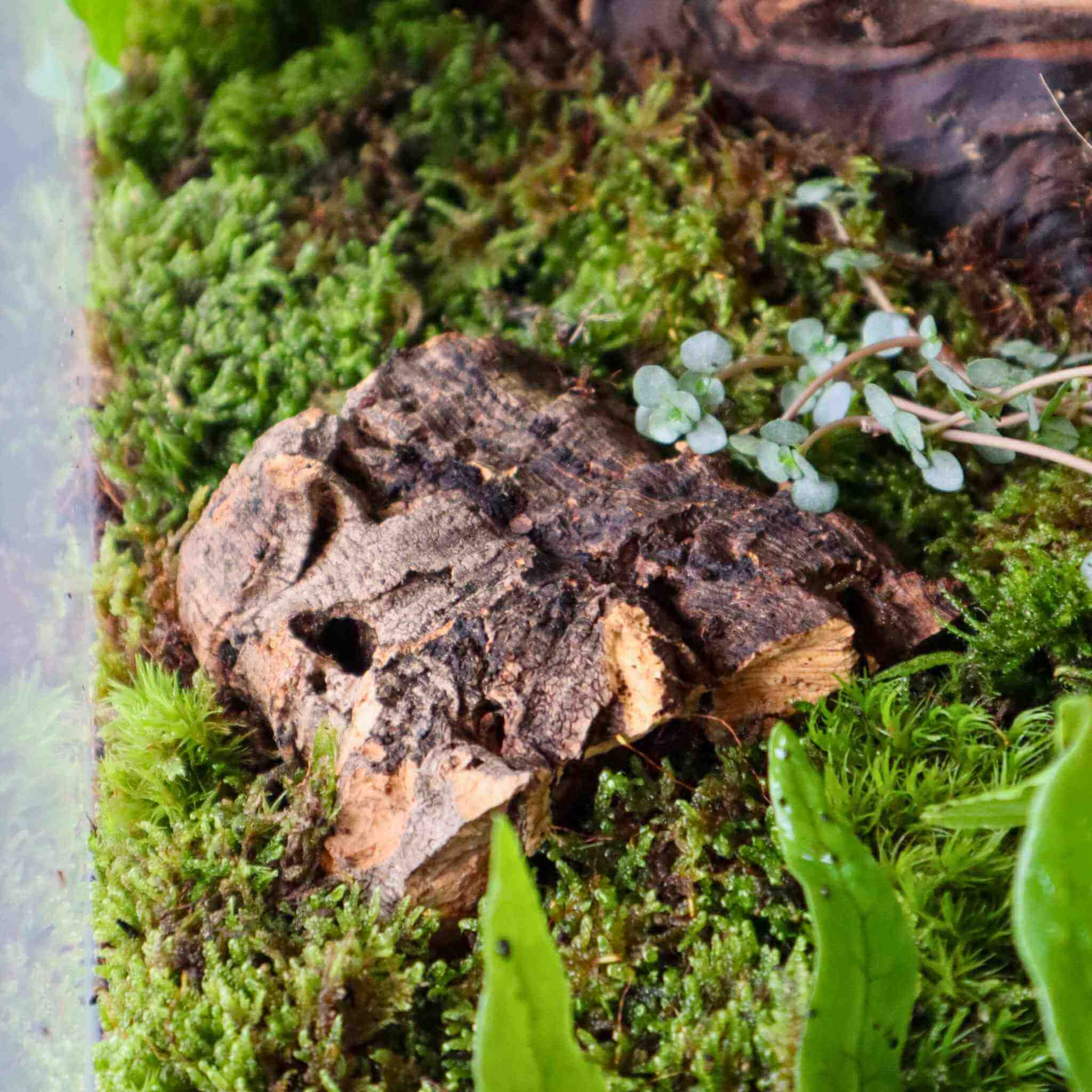 cork bark