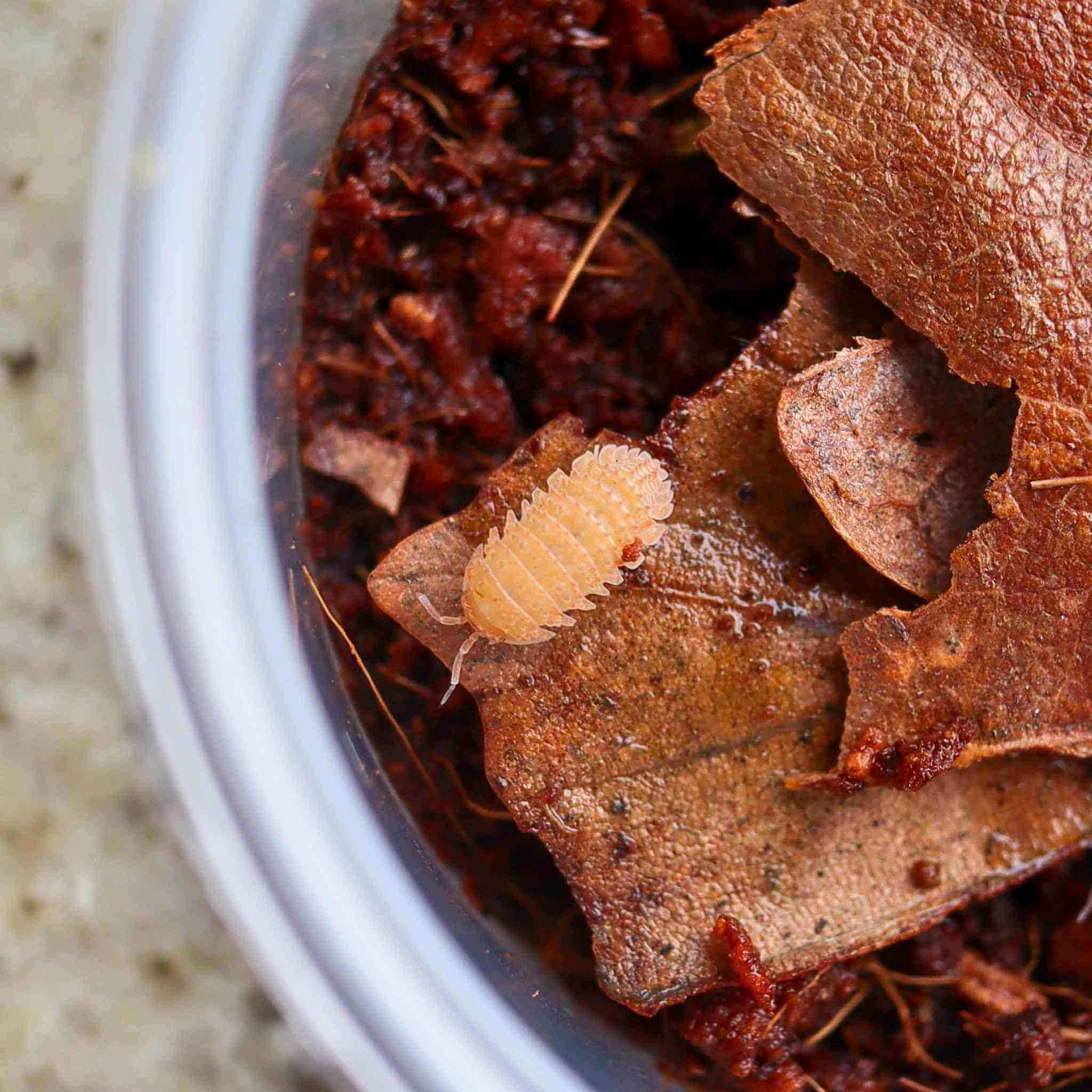 Spiky pineapple isopods