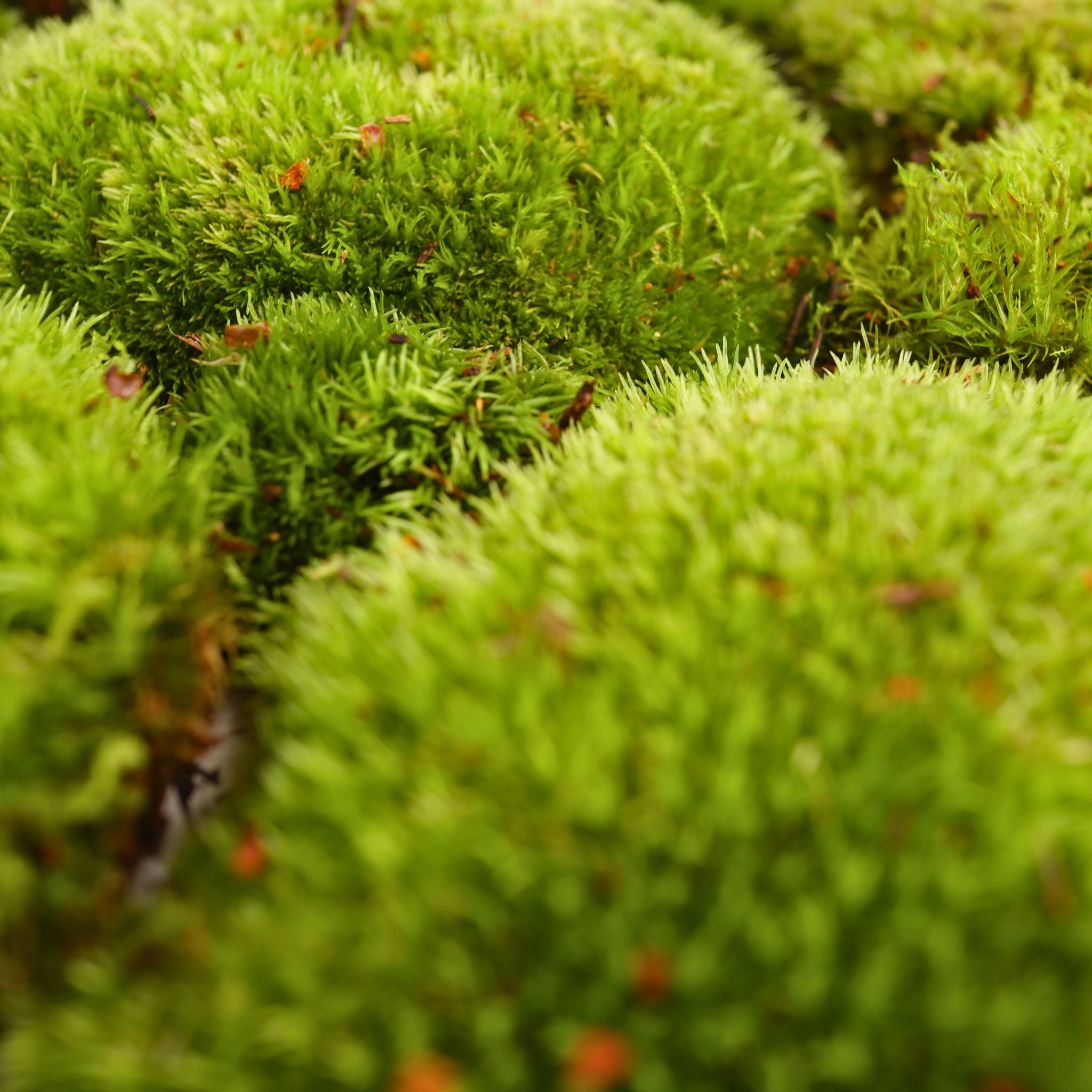 Live Cushion Moss (Bun Moss / Pillow Moss)