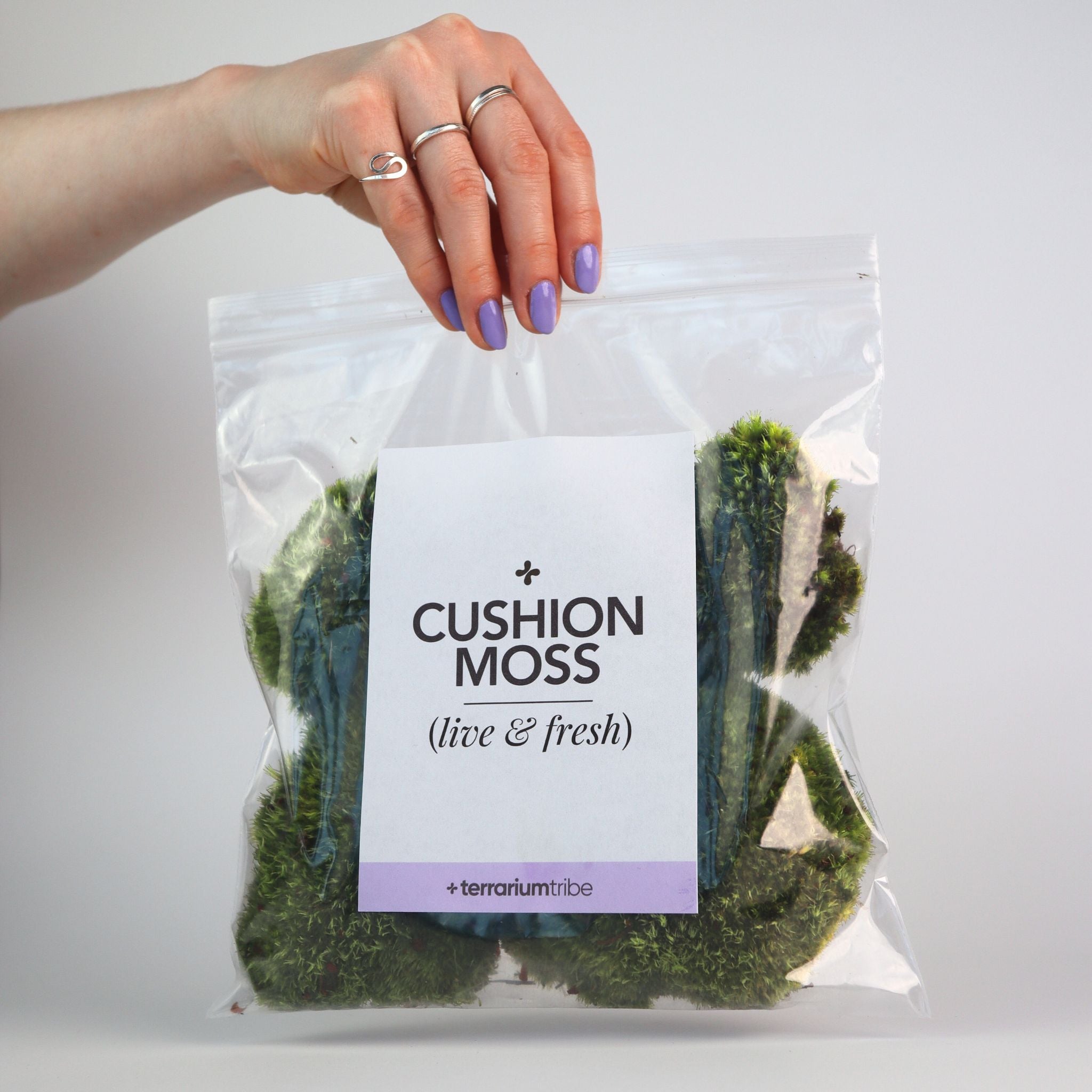 Live Cushion Moss (Bun Moss / Pillow Moss)