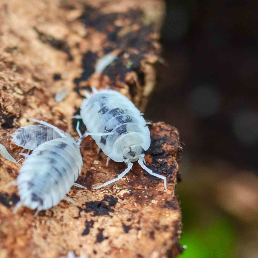 Isopods for Sale | Live Arrival Guarantee