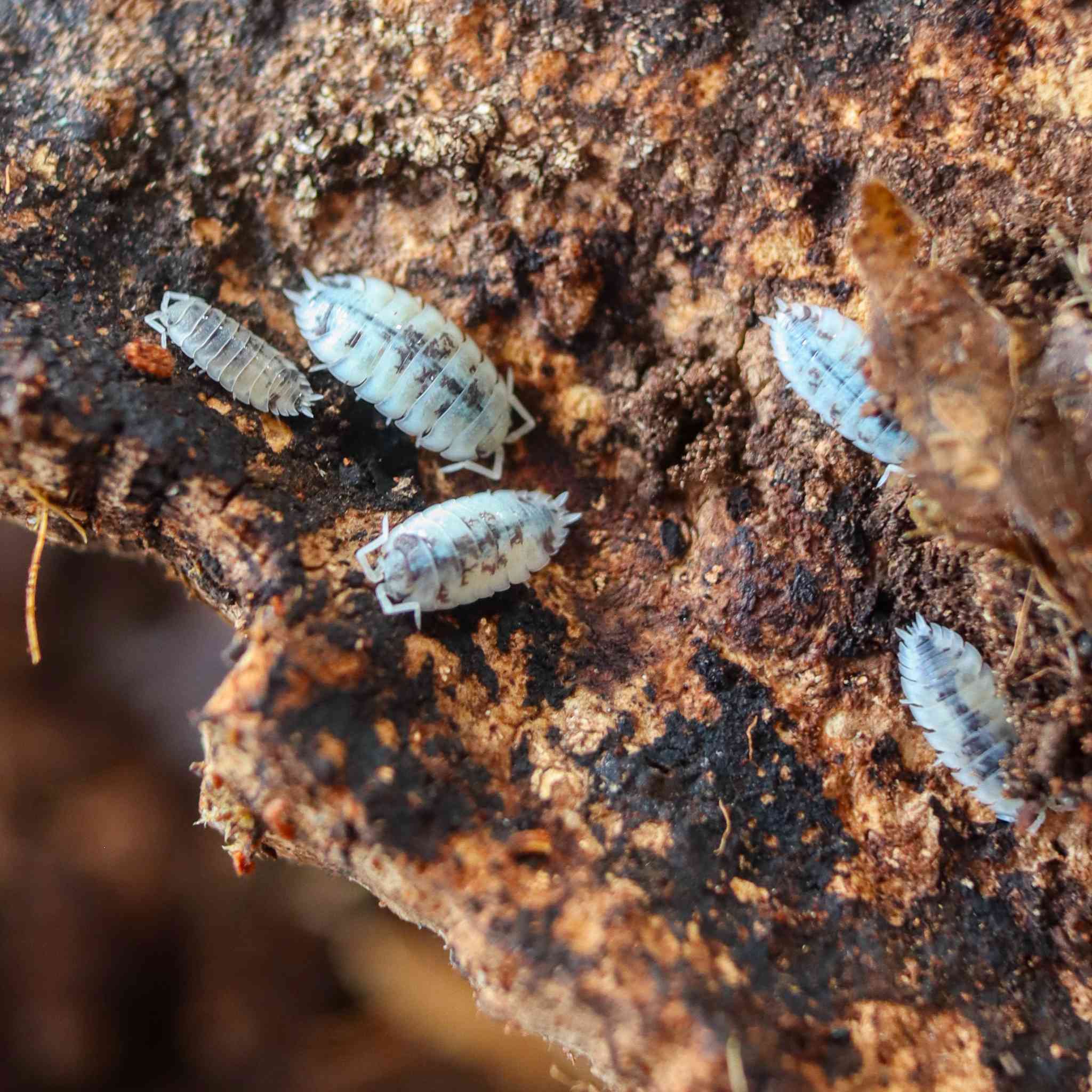 dairy cow isopods on wood