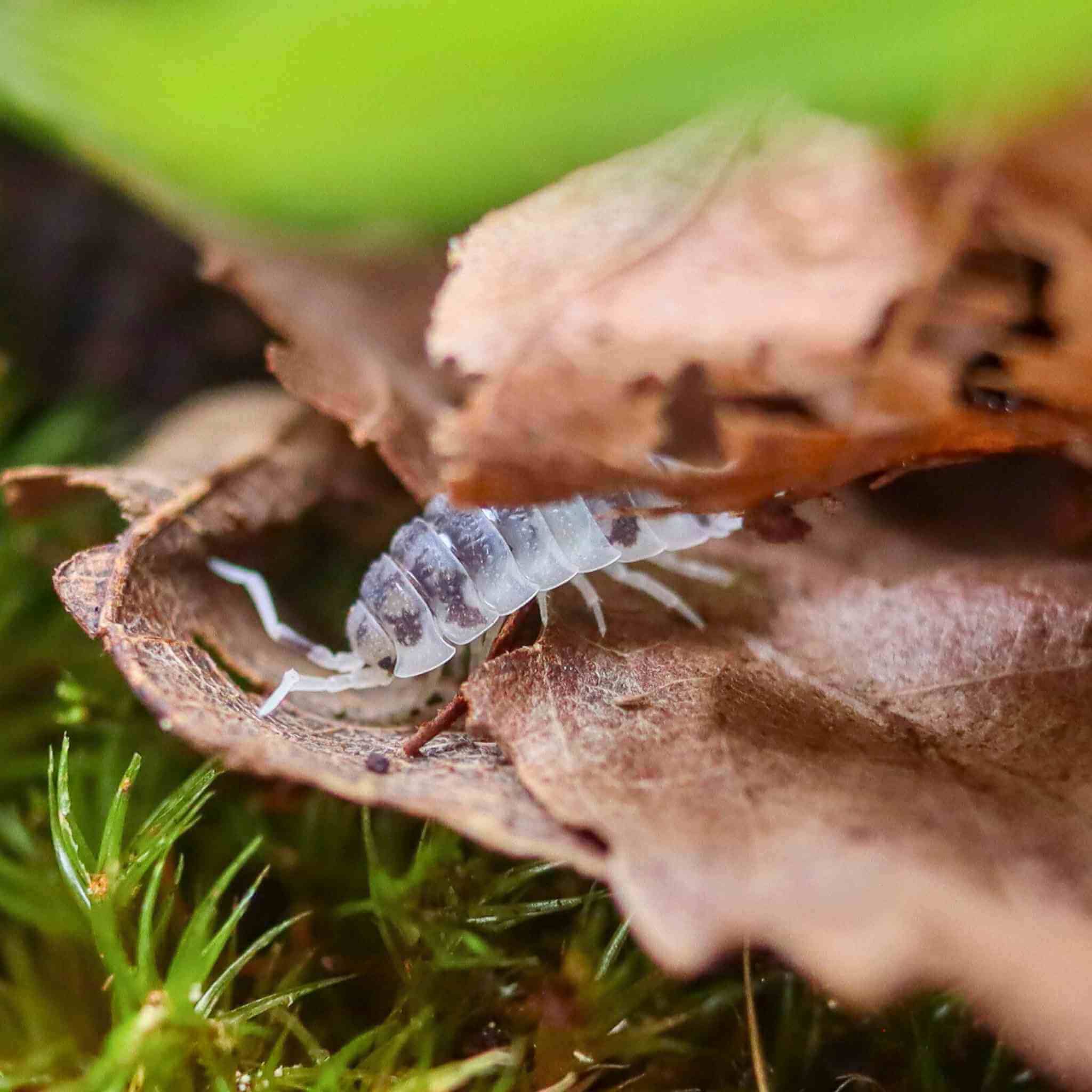 Isopods For Sale Popular Exotic Species isopods-for-sale-popular-exotic-species