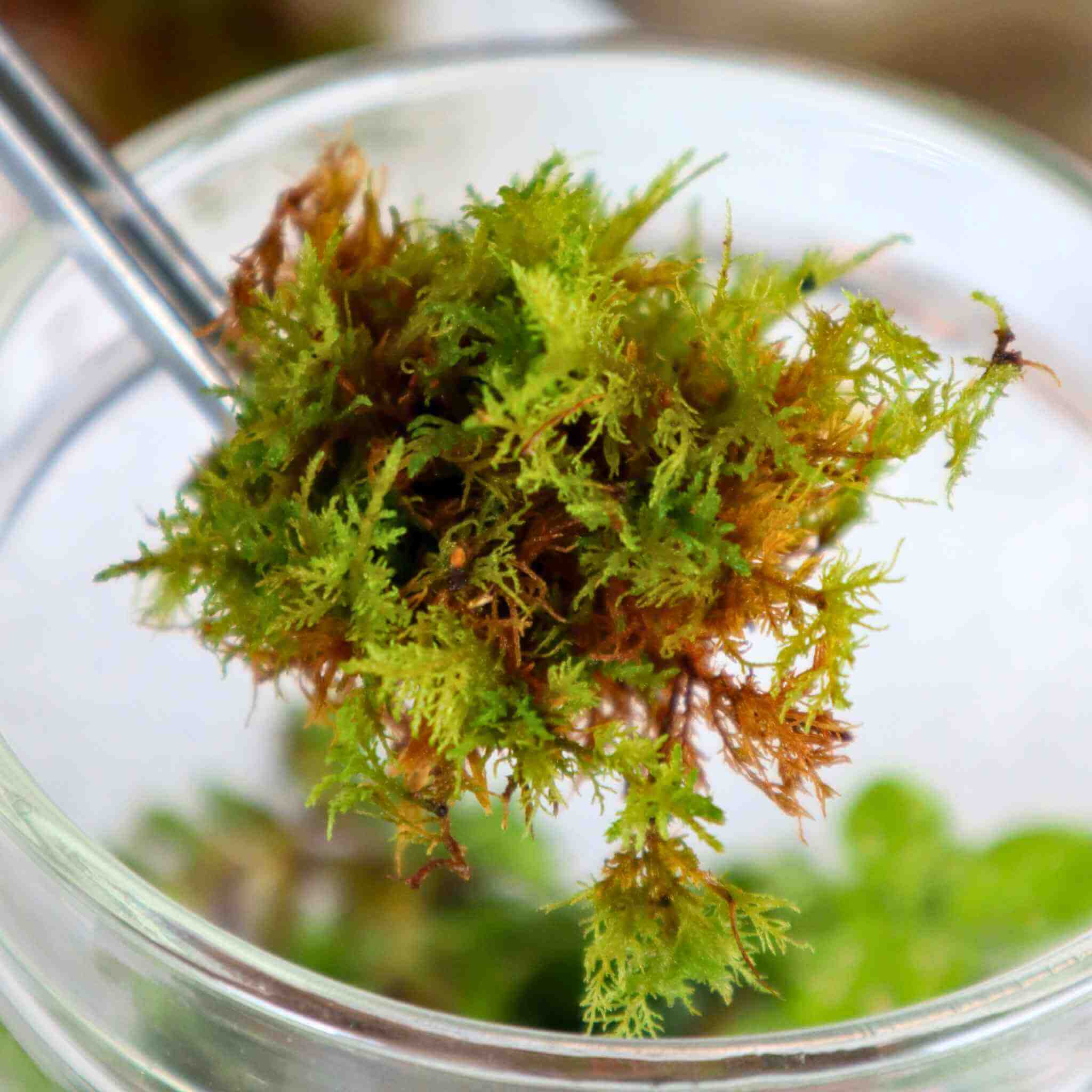 Live Fern Moss (Thuidium Delicatulum)