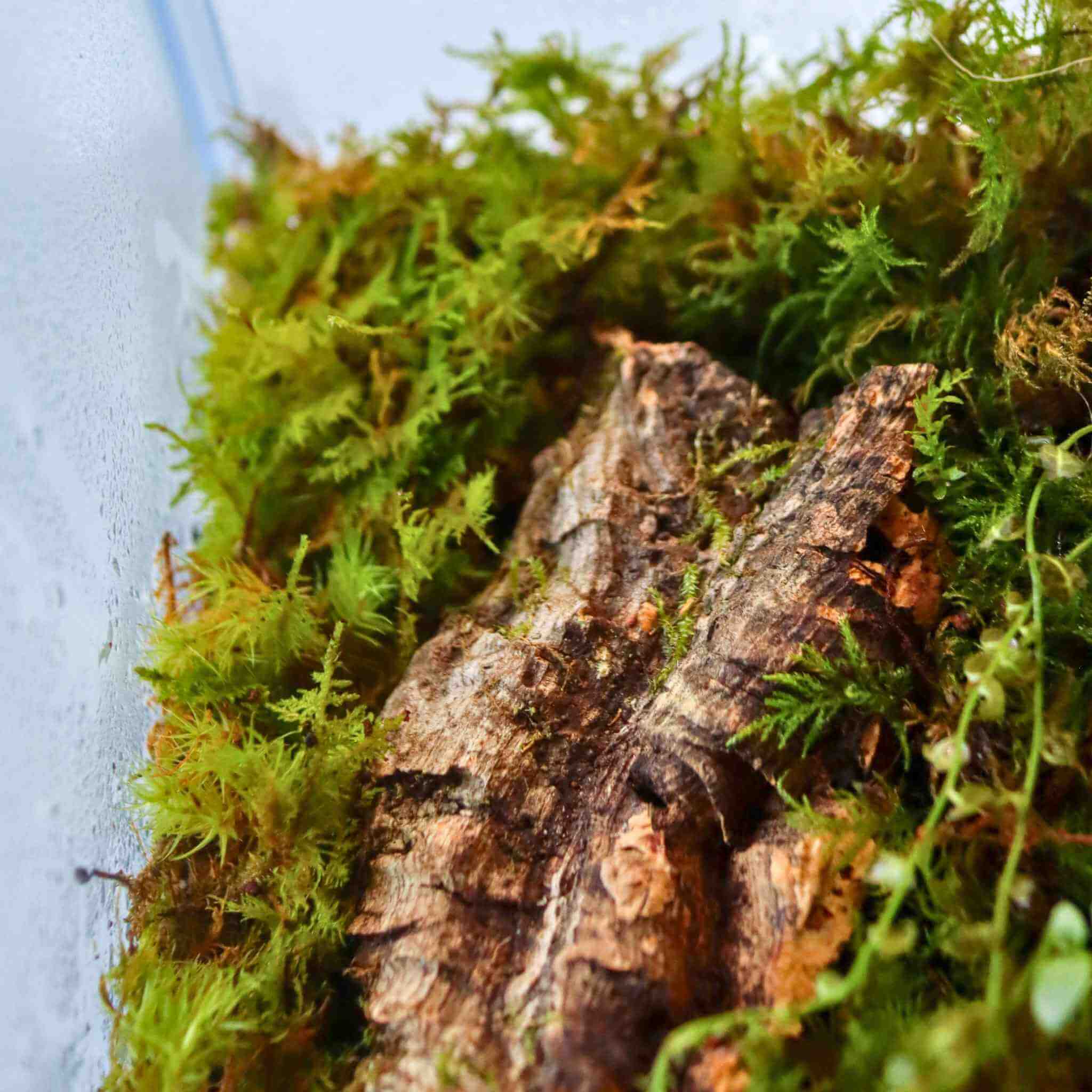 fern moss in terrarium