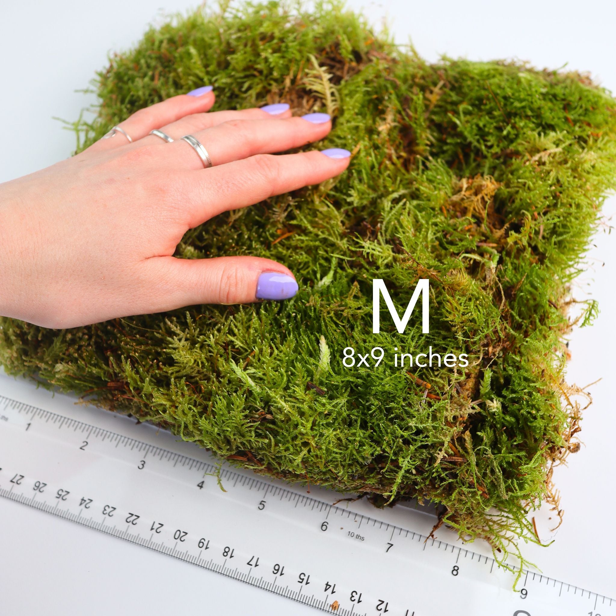 Live Sheet Moss (Hypnum Moss)