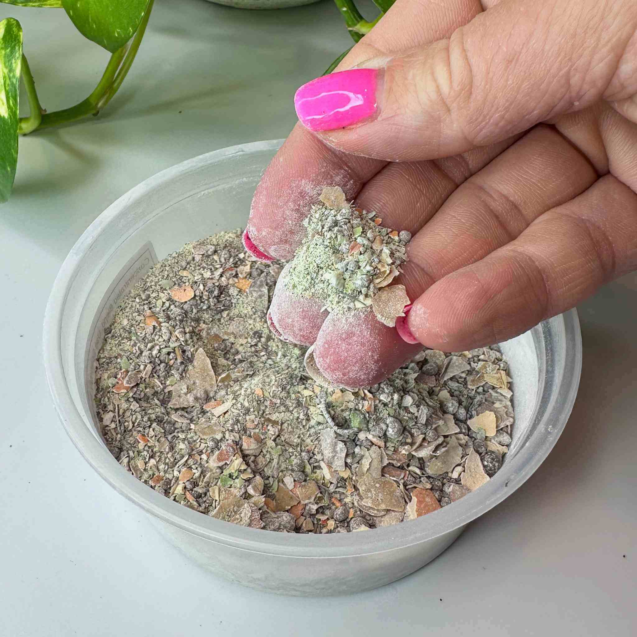 Springtails for Sale - Bioactive Terrarium Species