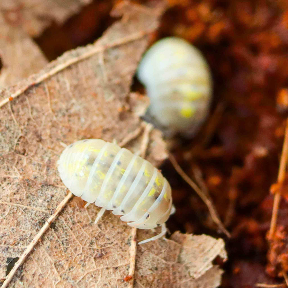 Magic Potion Isopods (Armadillidium vulgare) for Sale - 10 Count