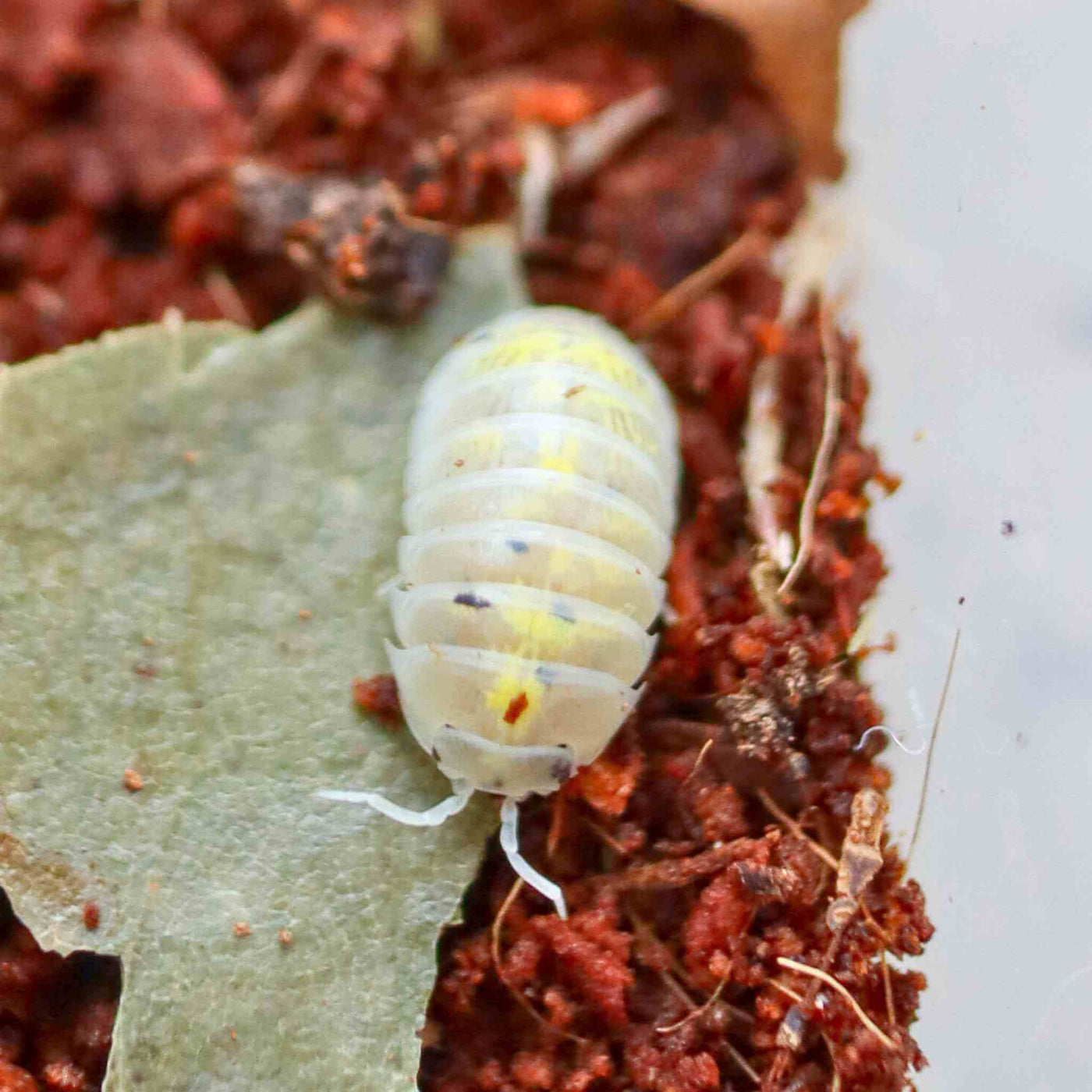 Magic Potion Isopods (Armadillidium vulgare) for Sale - 10 Count