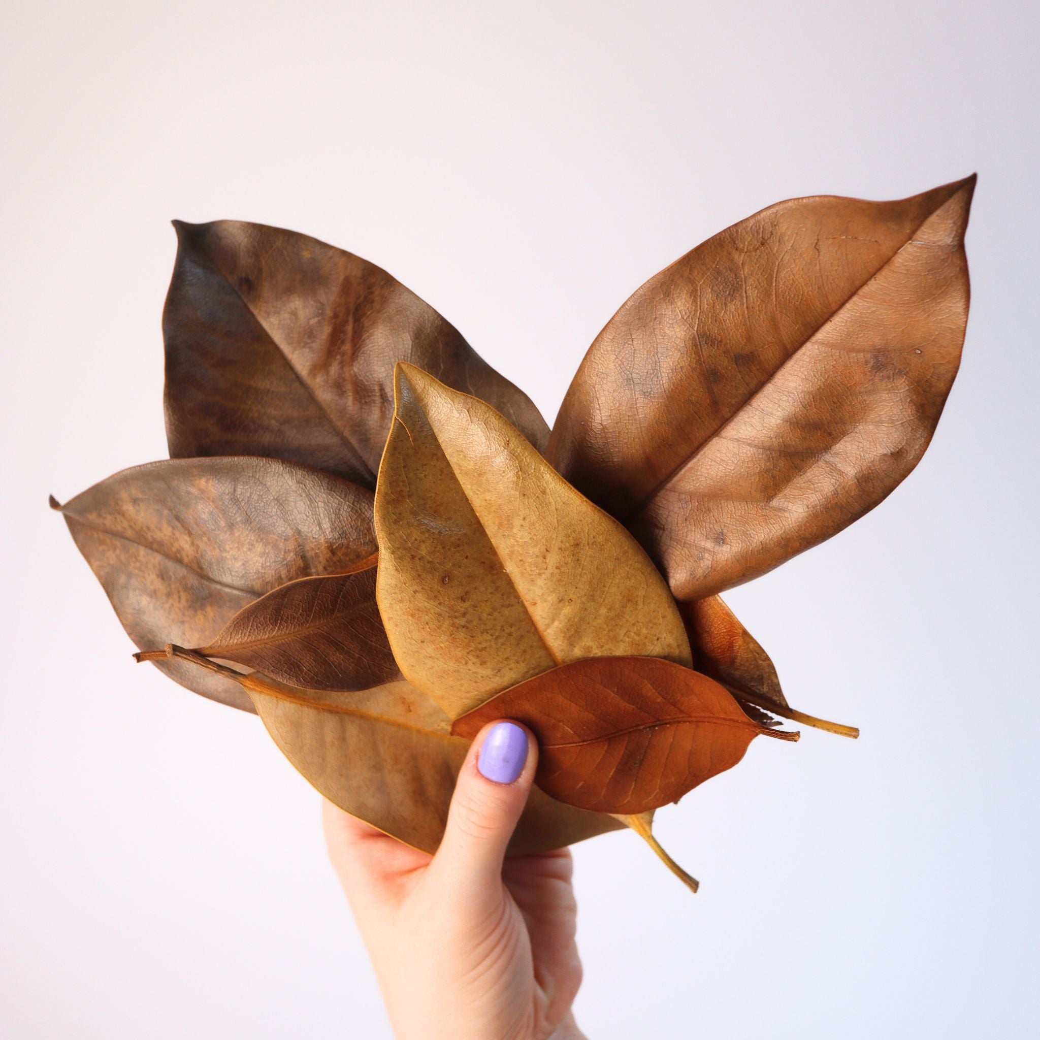 Magnolia Leaf Litter