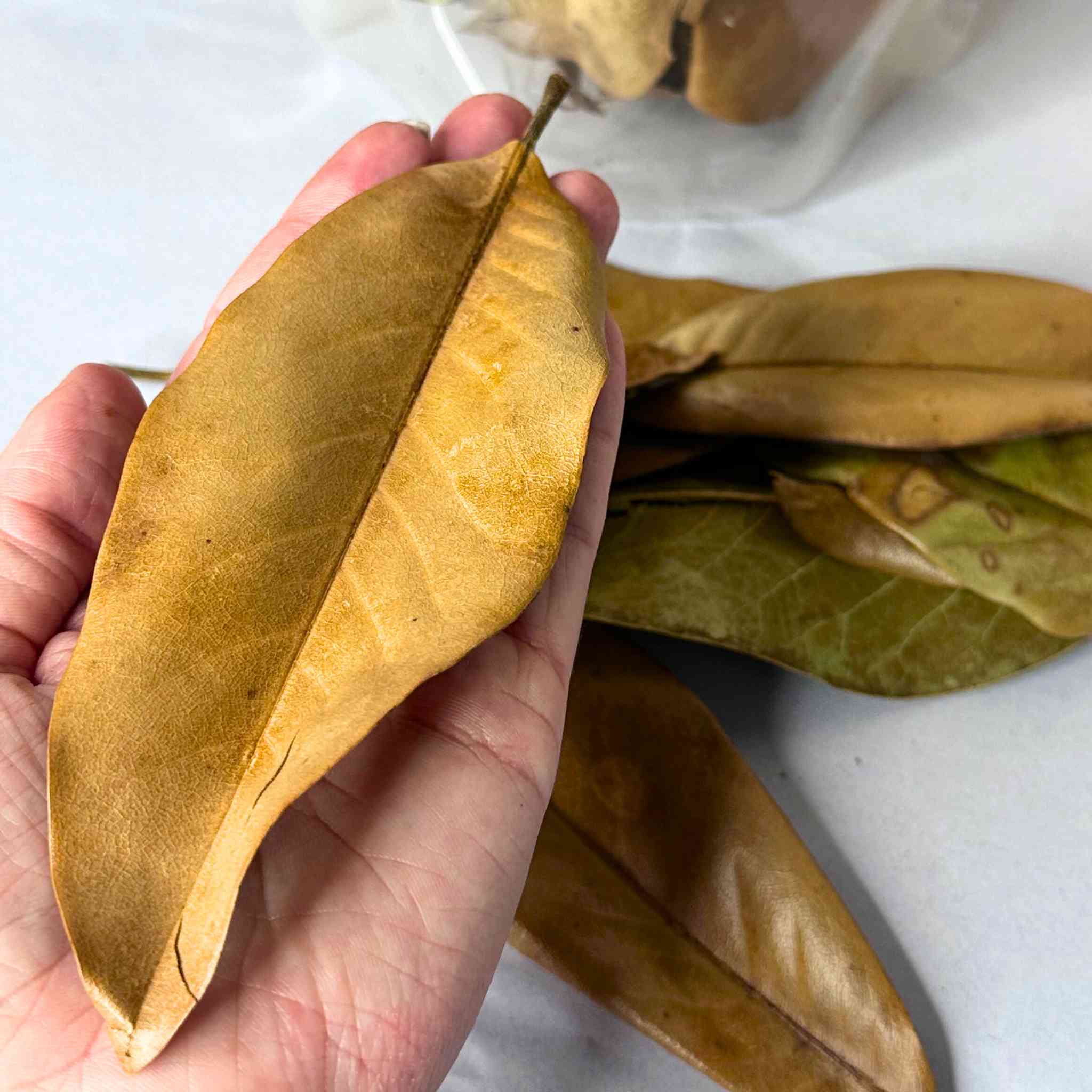 Magnolia Leaf Litter