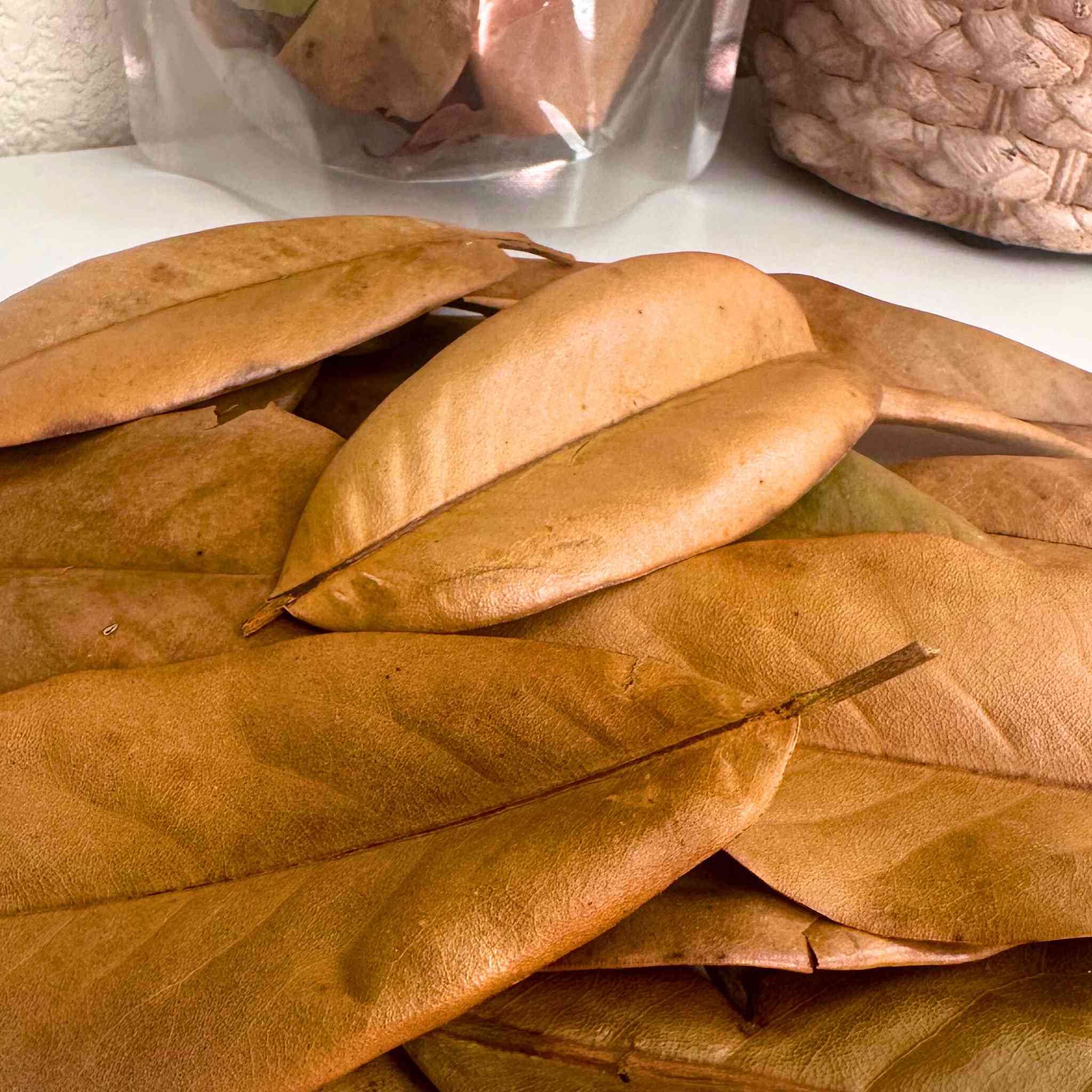 Magnolia Leaf Litter