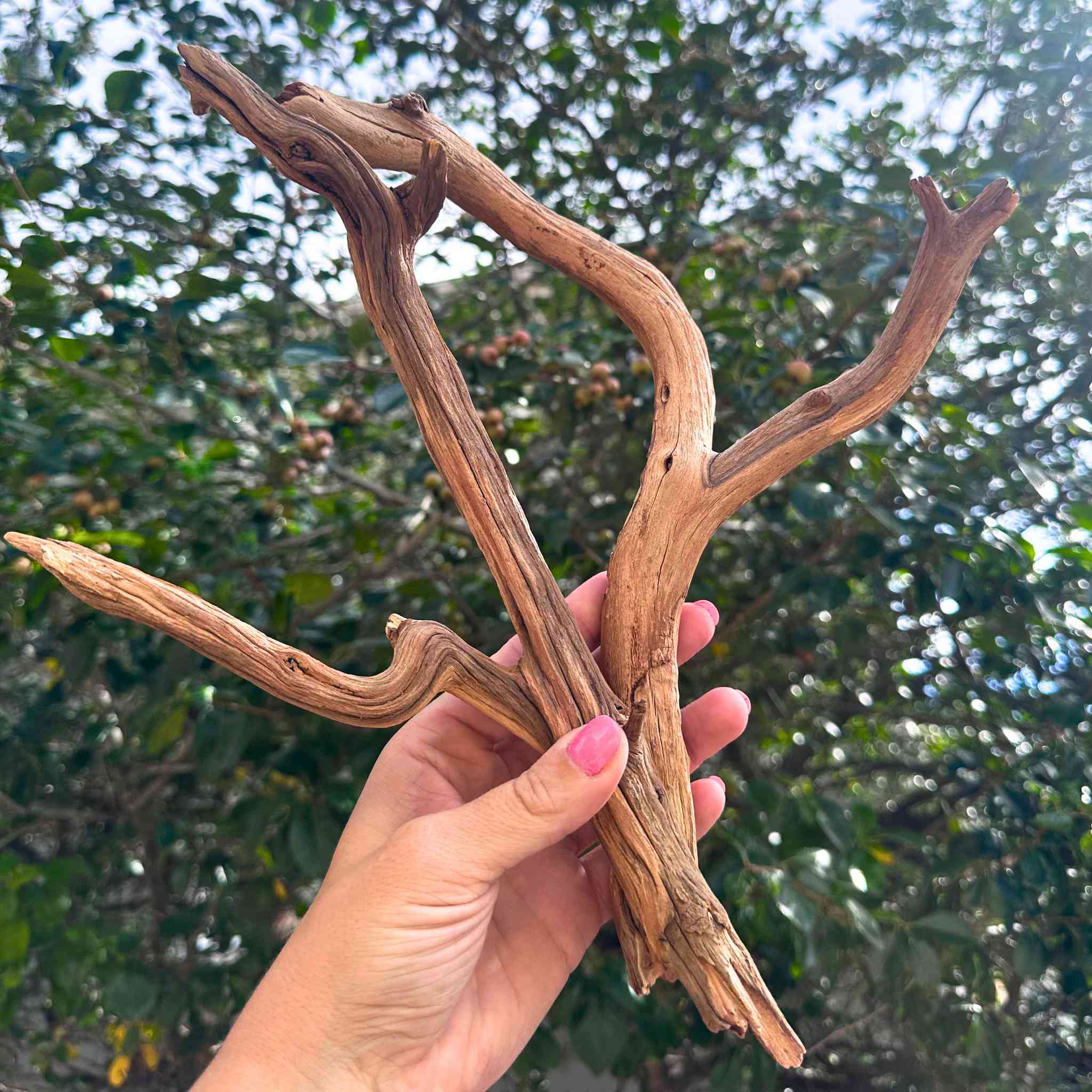 Manzanita Wood Branches