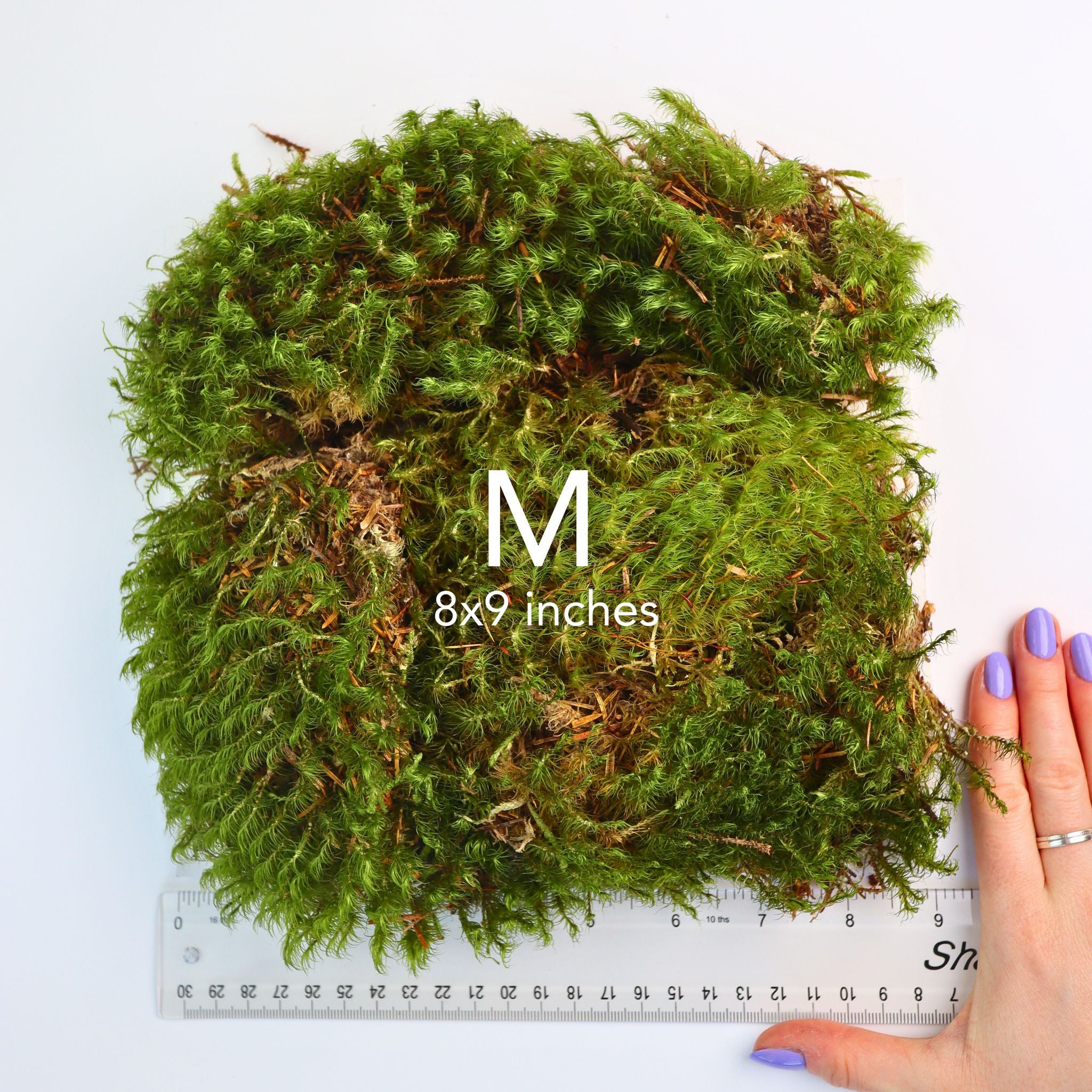 Live Mood Moss (Rock Cap Moss / Fork Moss)