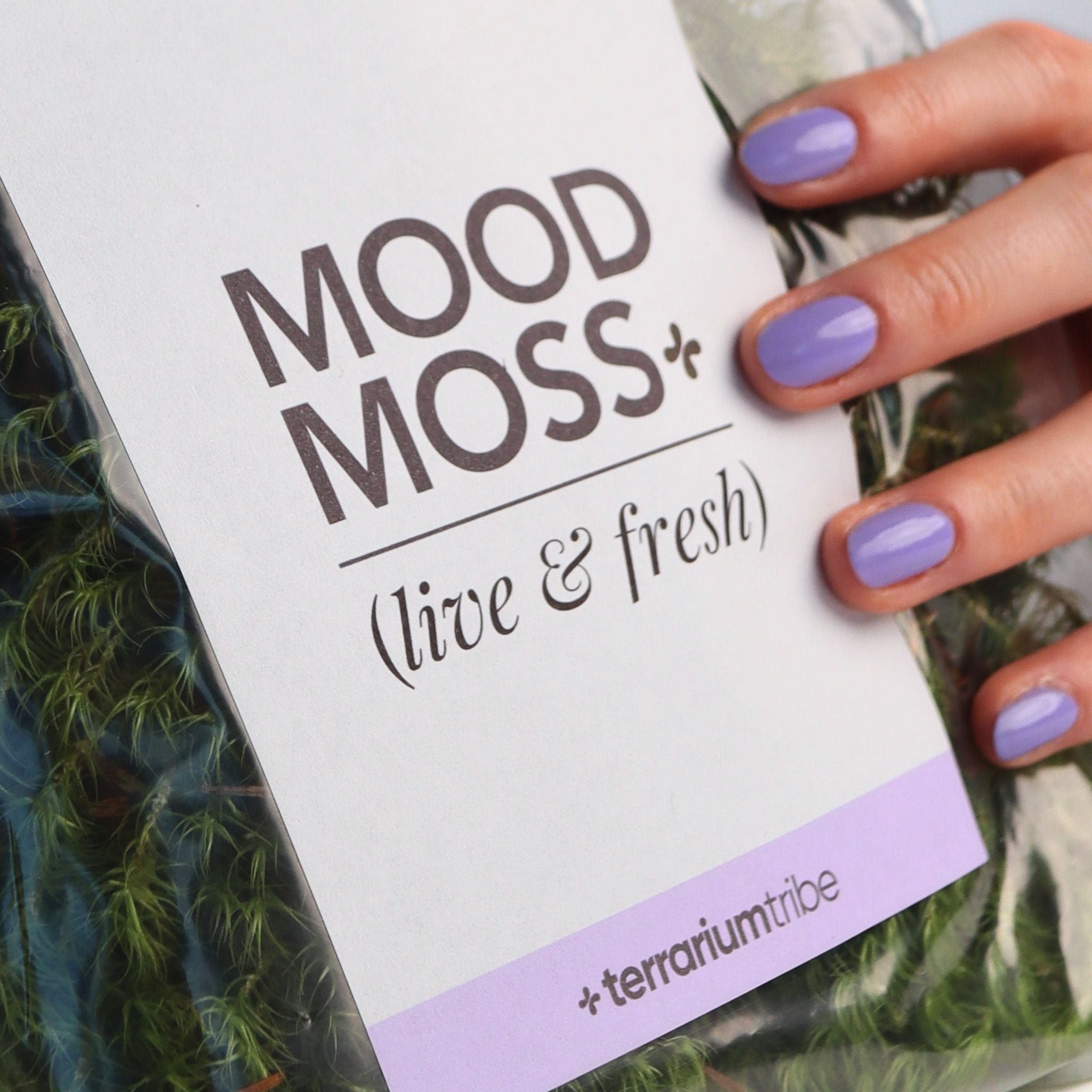 Live Mood Moss (Rock Cap Moss / Fork Moss)