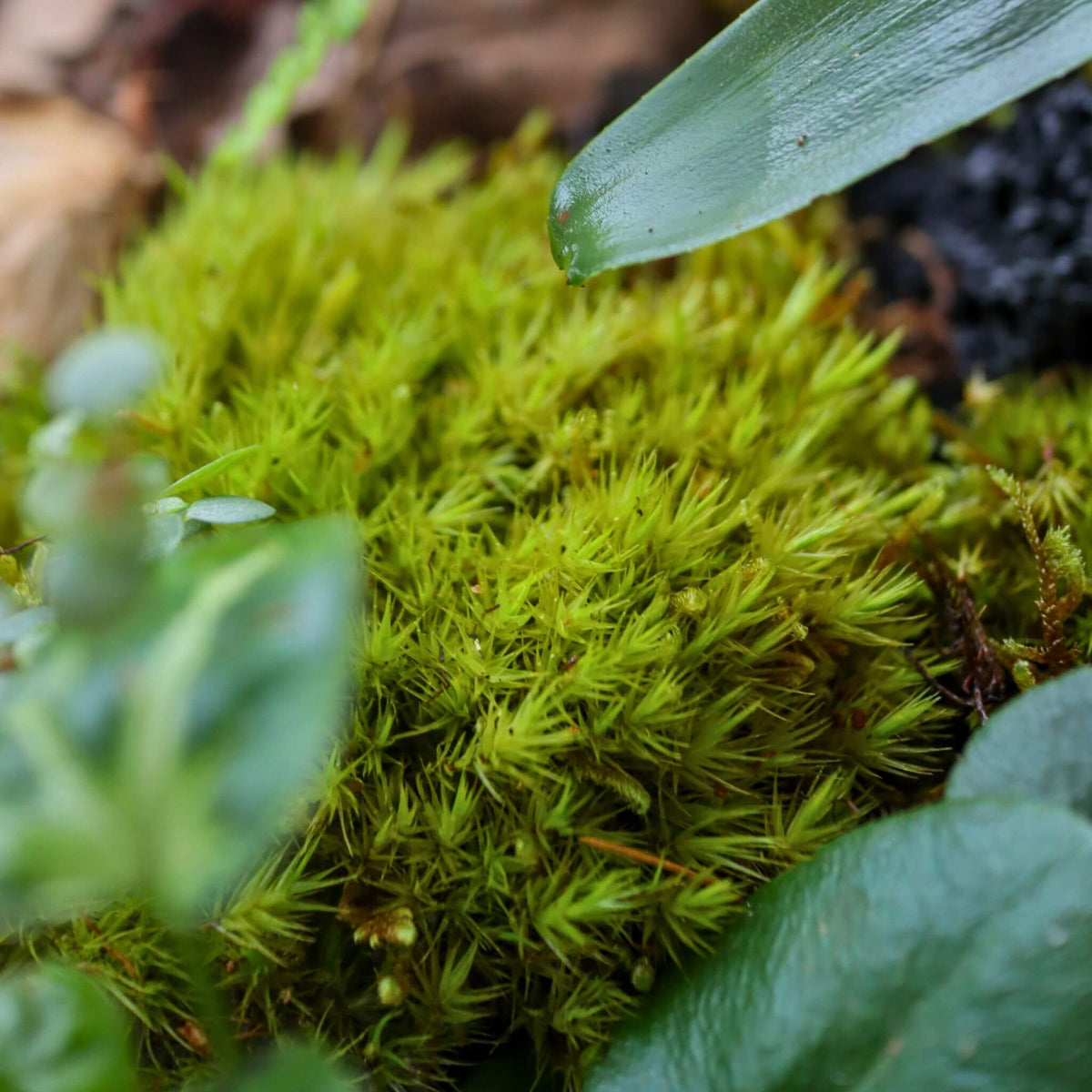 Moss Roc Live Mood Moss (Rock Cap Moss / Fork Moss) | Lush & Vibrant