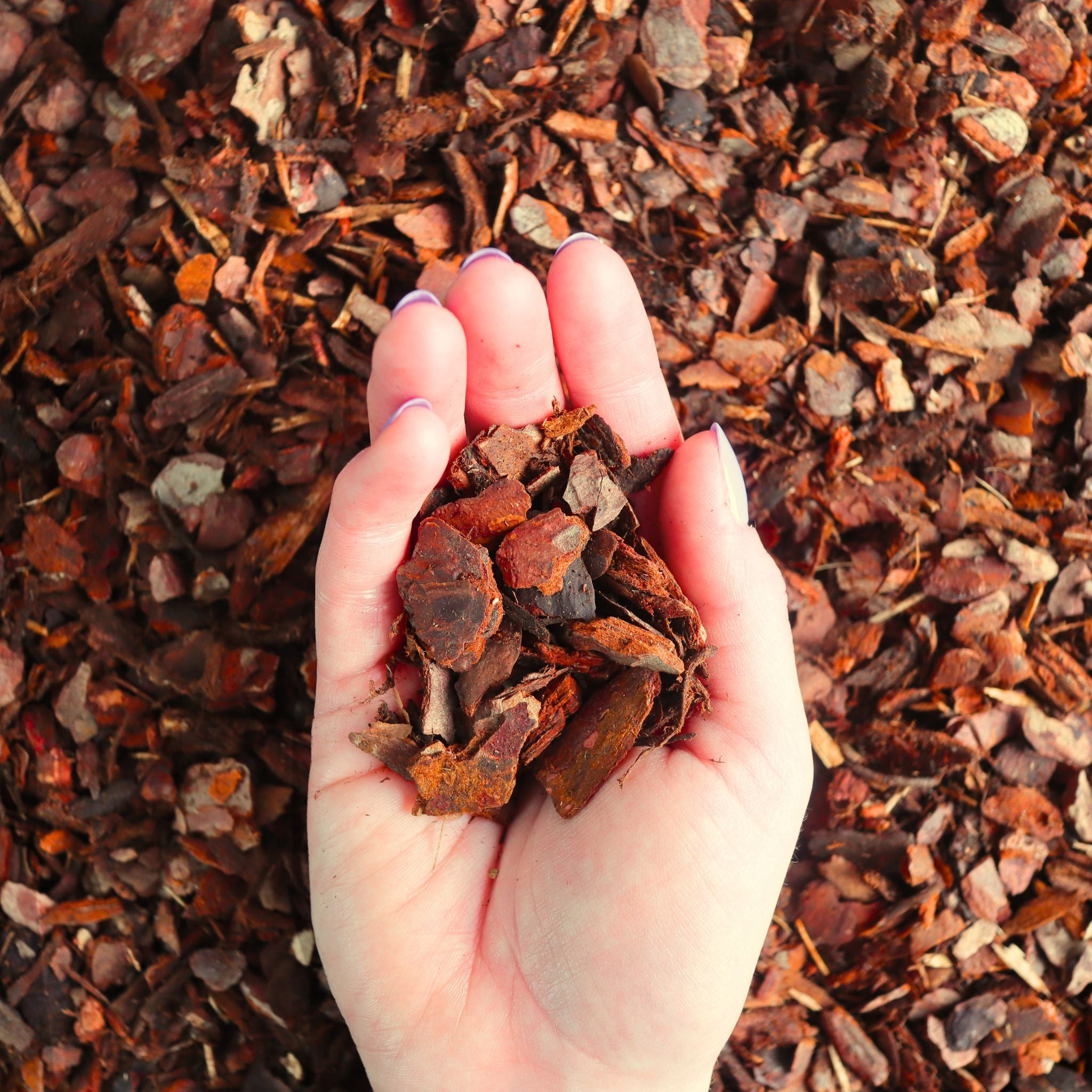Orchid Bark (Fine Grade) | Heat-Treated