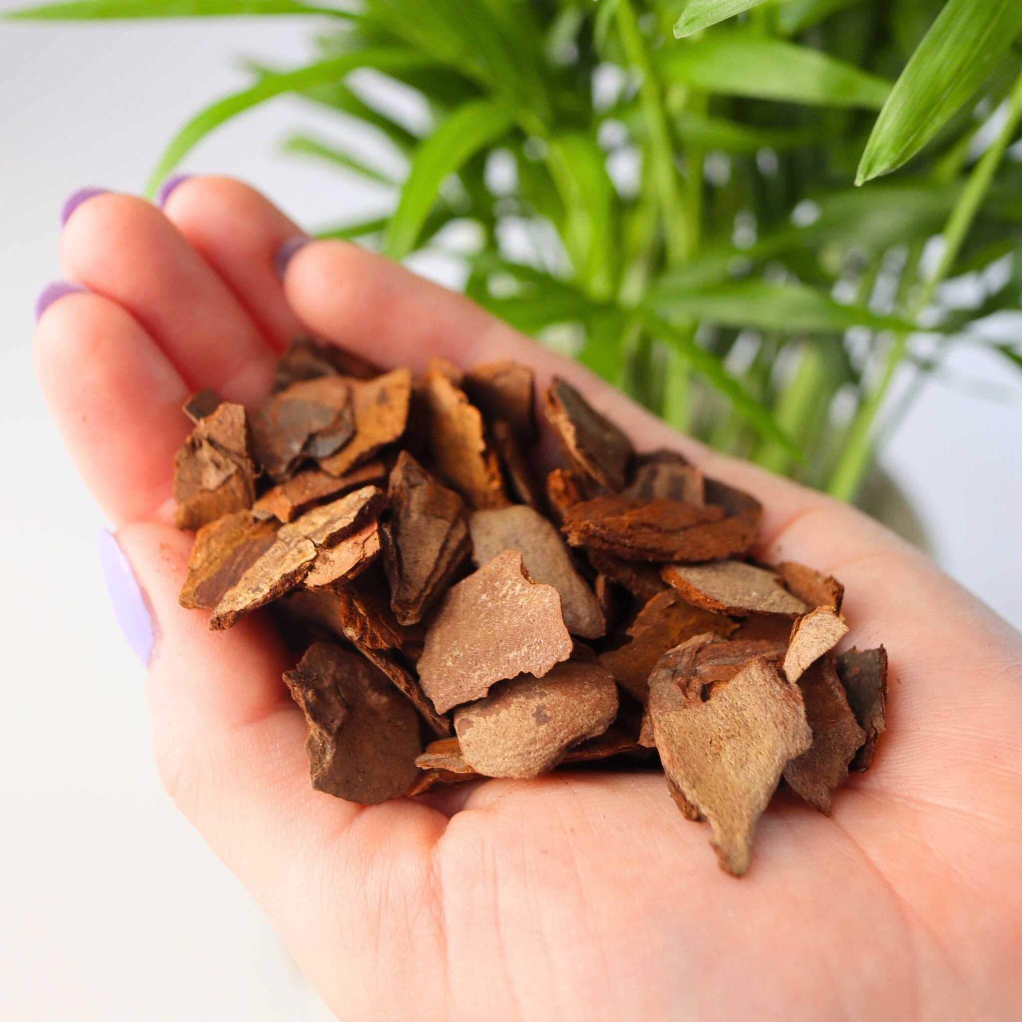 can you use orchid bark for succulents Orchid Bark (Fine Grade)
