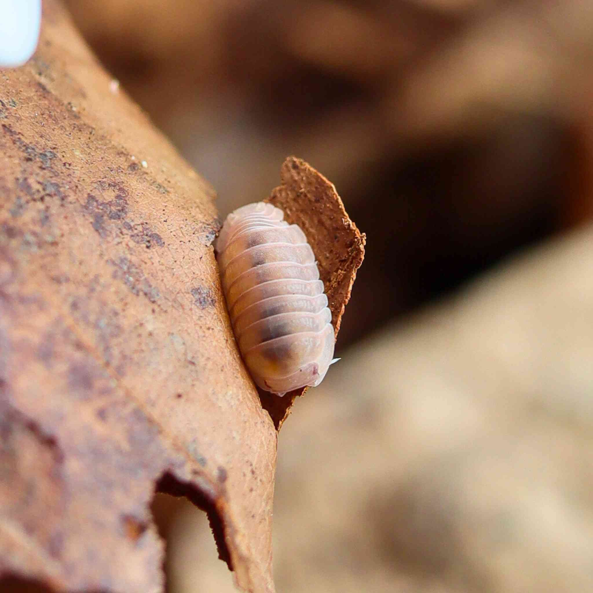 cubarus murina papaya isopods