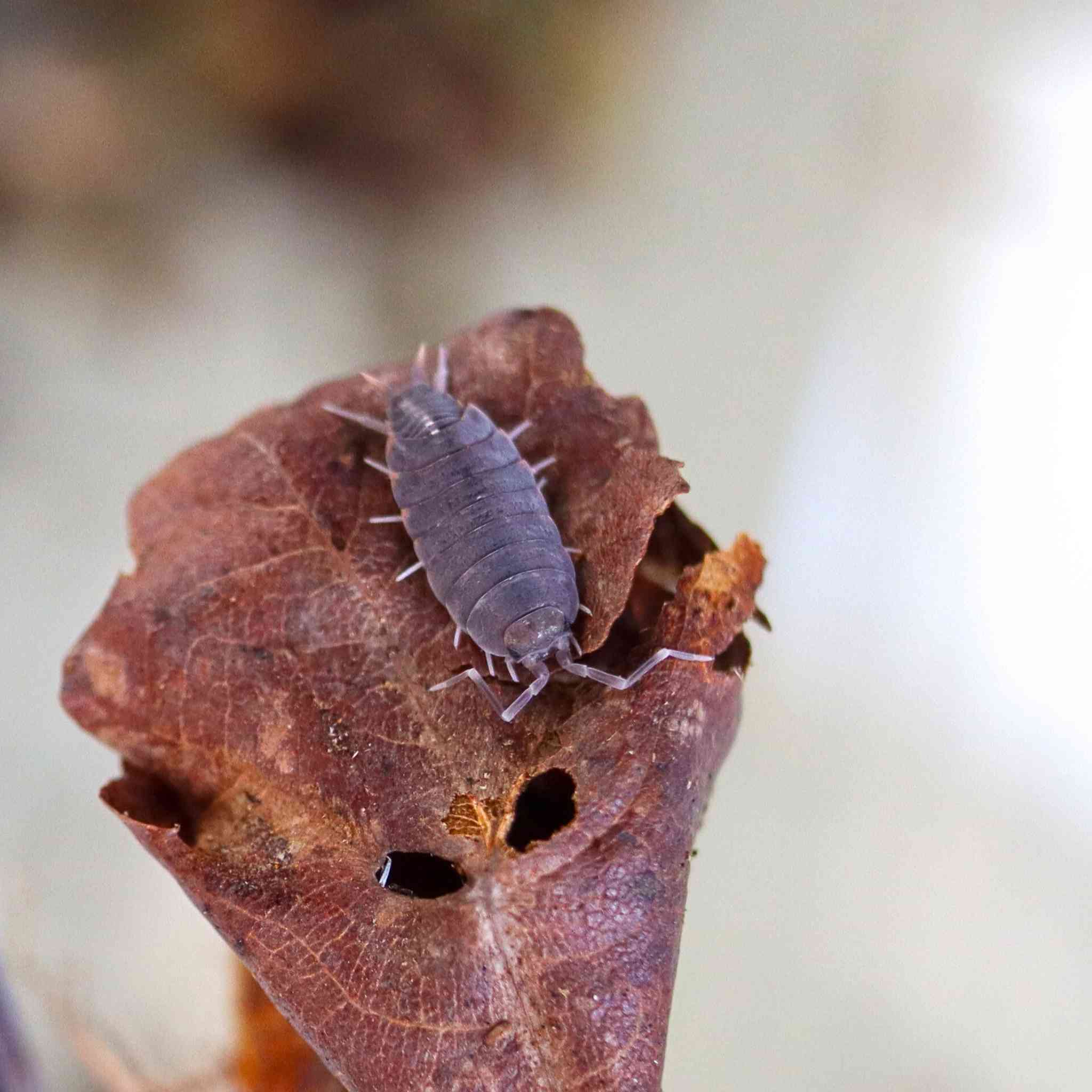 powder blue isopod on leaf