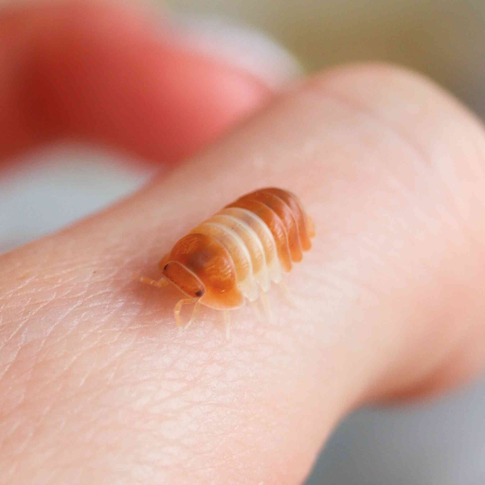 red panda isopod