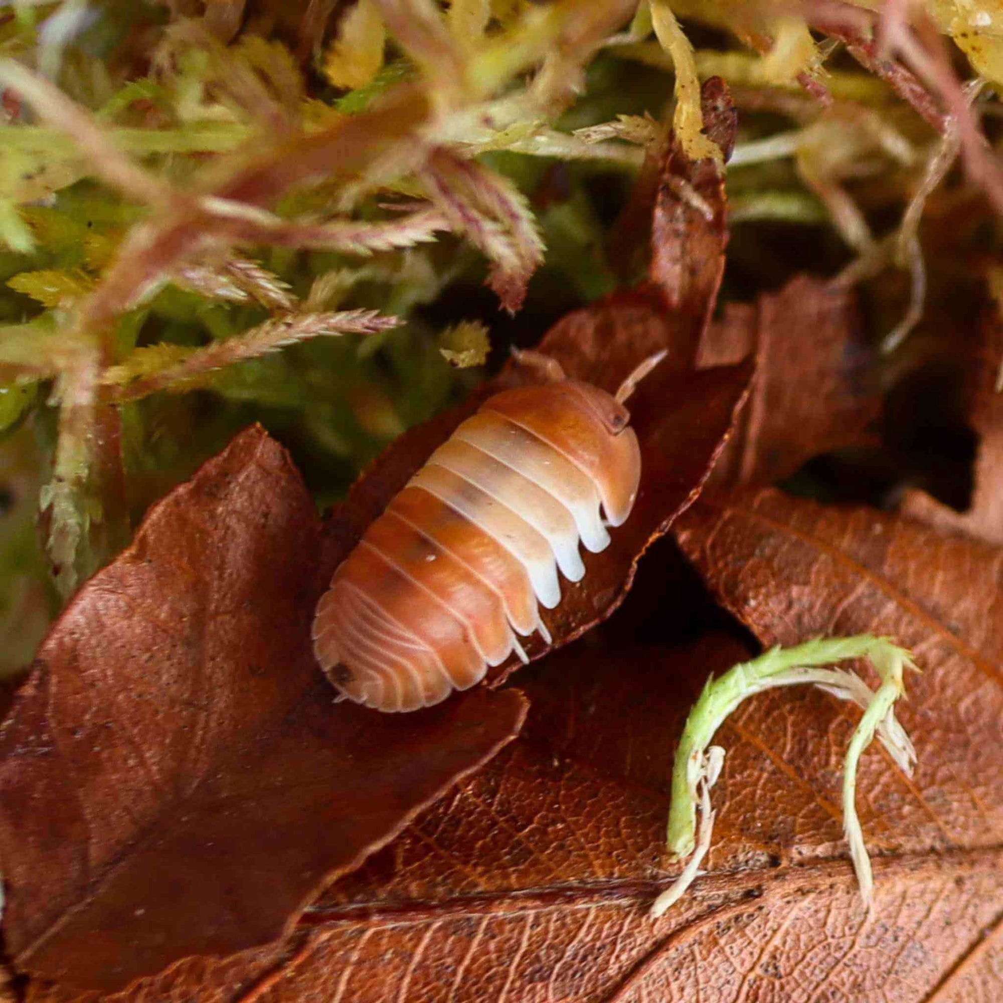 Red Panda Isopods (Cubaris sp.) 10 Count - Exotic & Adorable