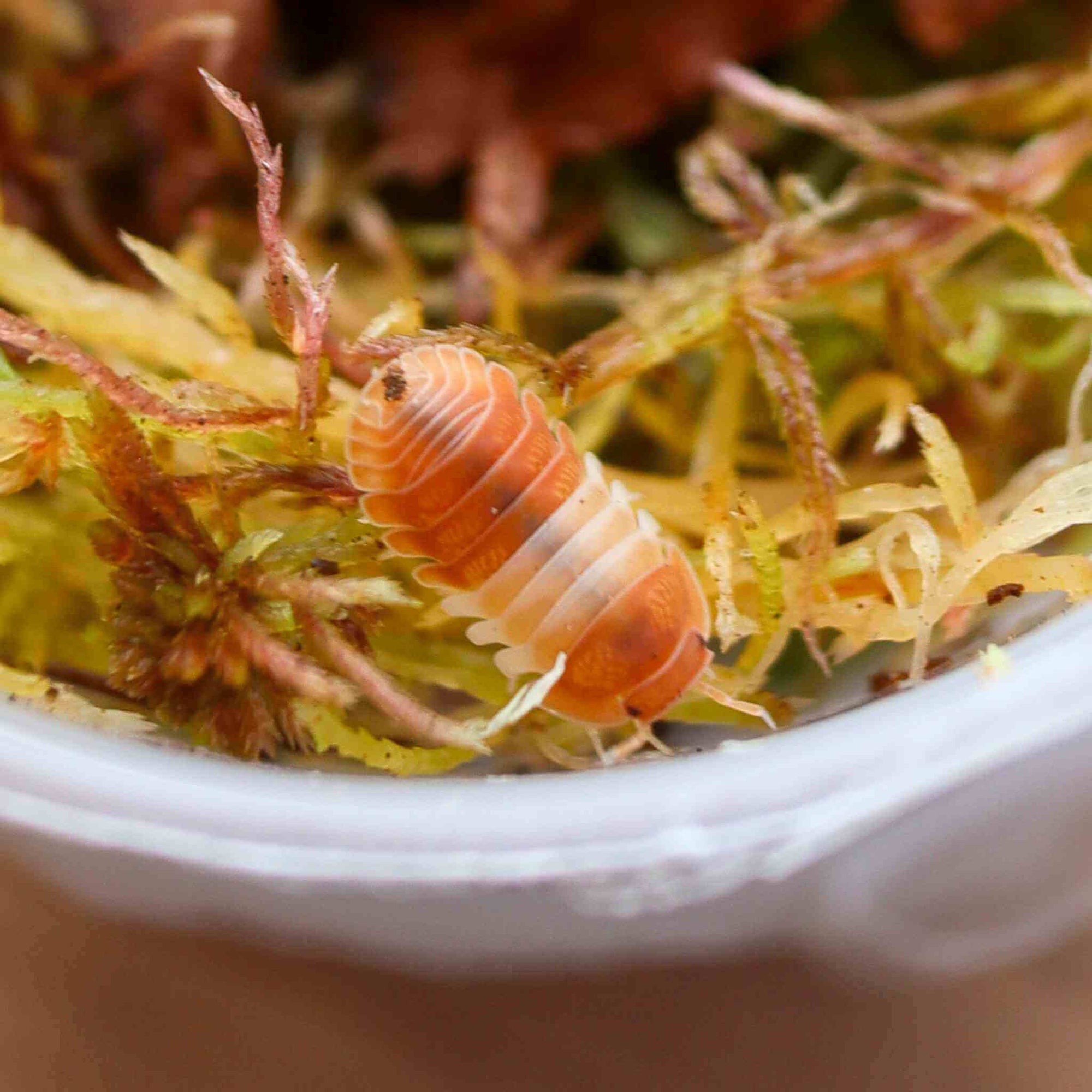 Red Panda Isopods (Cubaris sp.) 10 Count - Exotic & Adorable