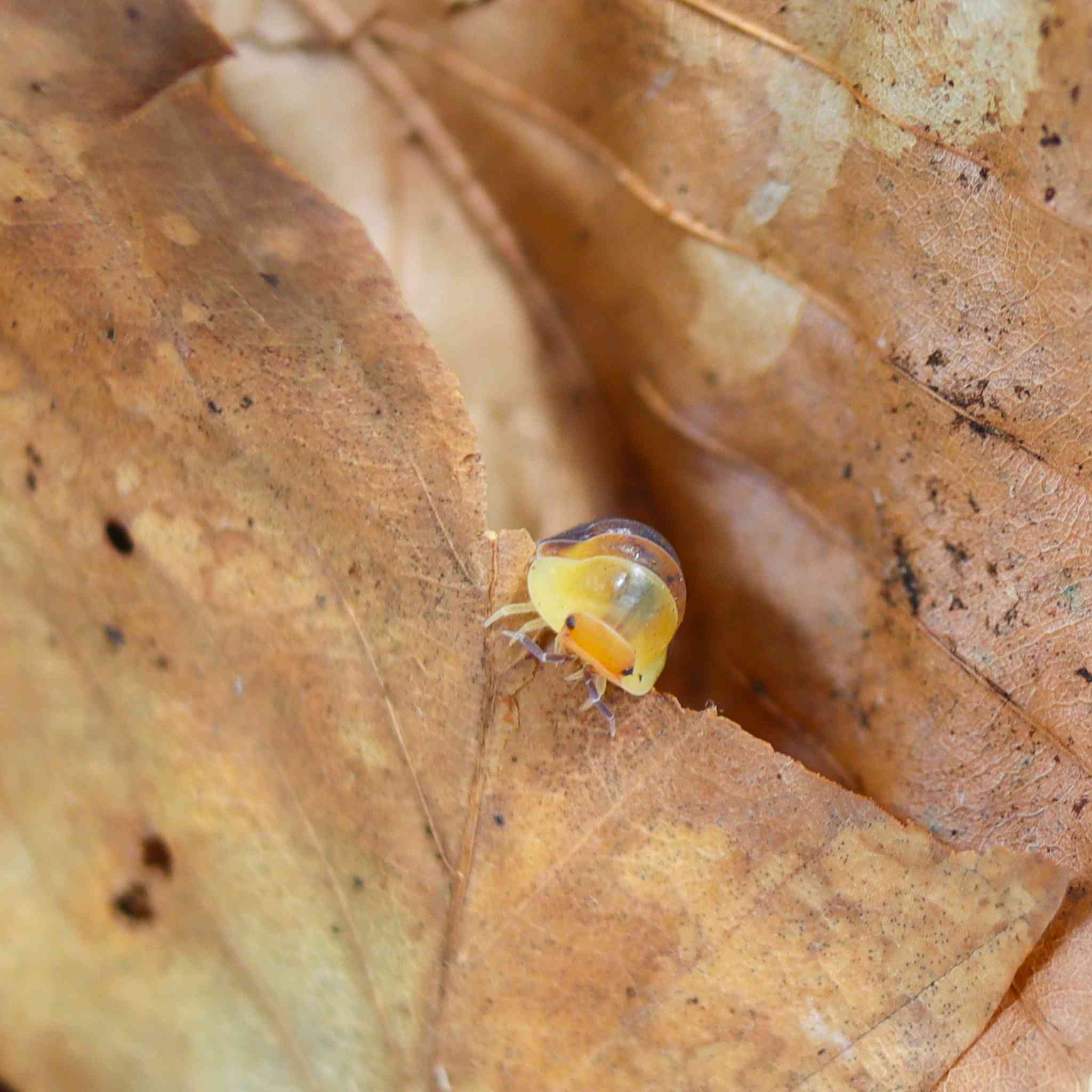rubber ducky isopod on leaf litter