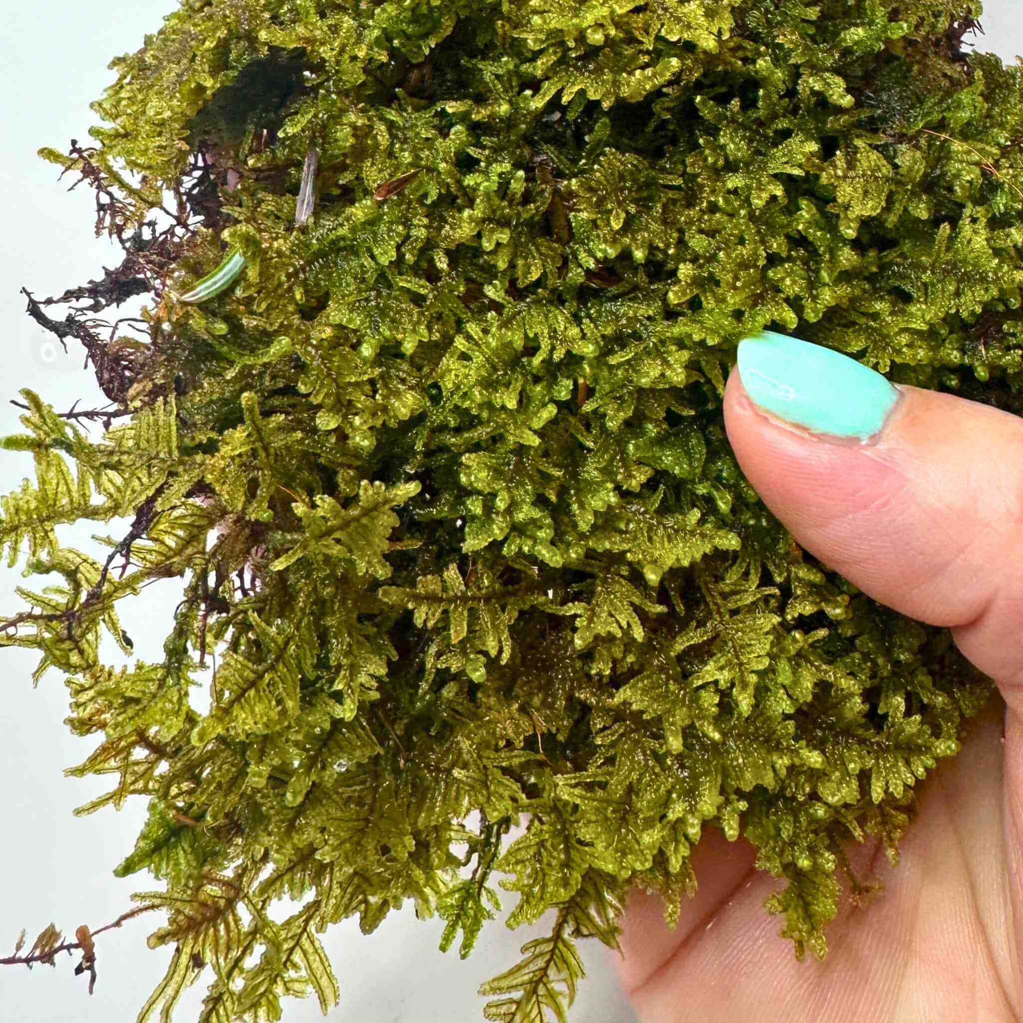 live hypnum sheet moss (hypnum imponens)