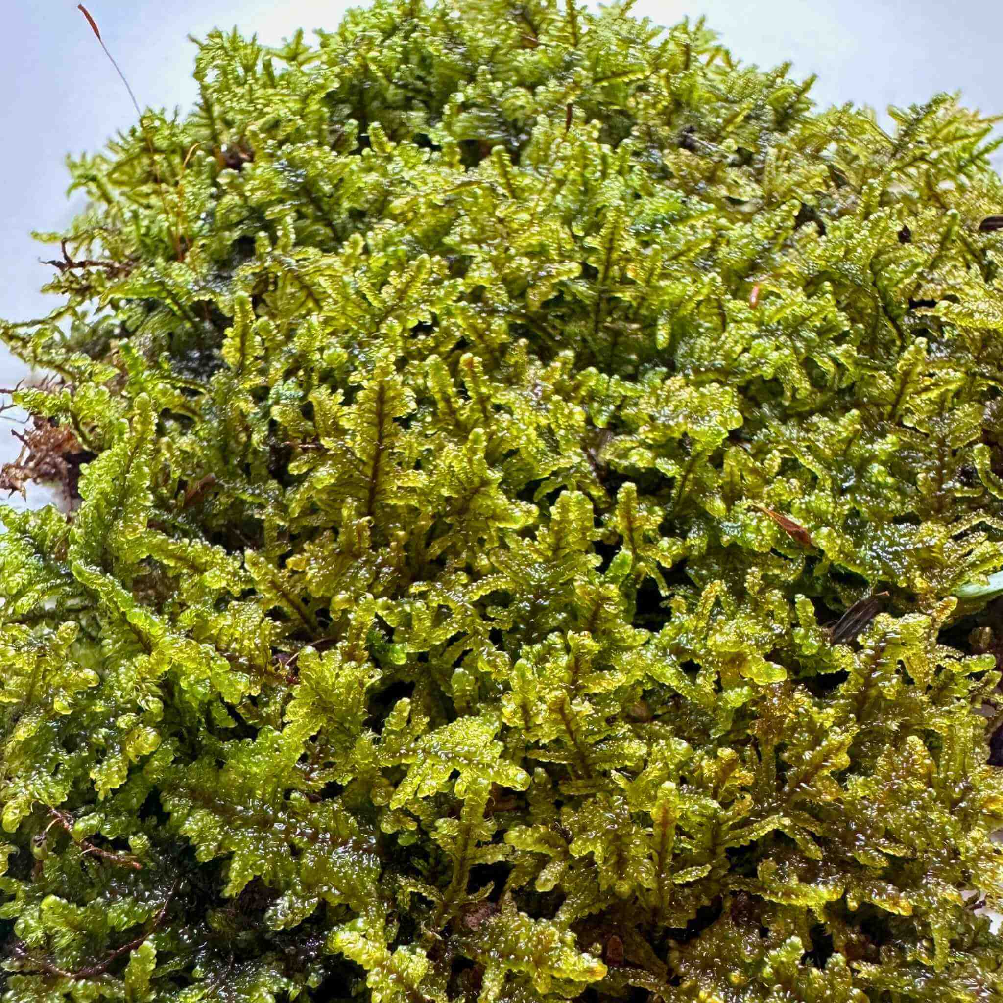 Live Sheet Moss (Hypnum Moss)