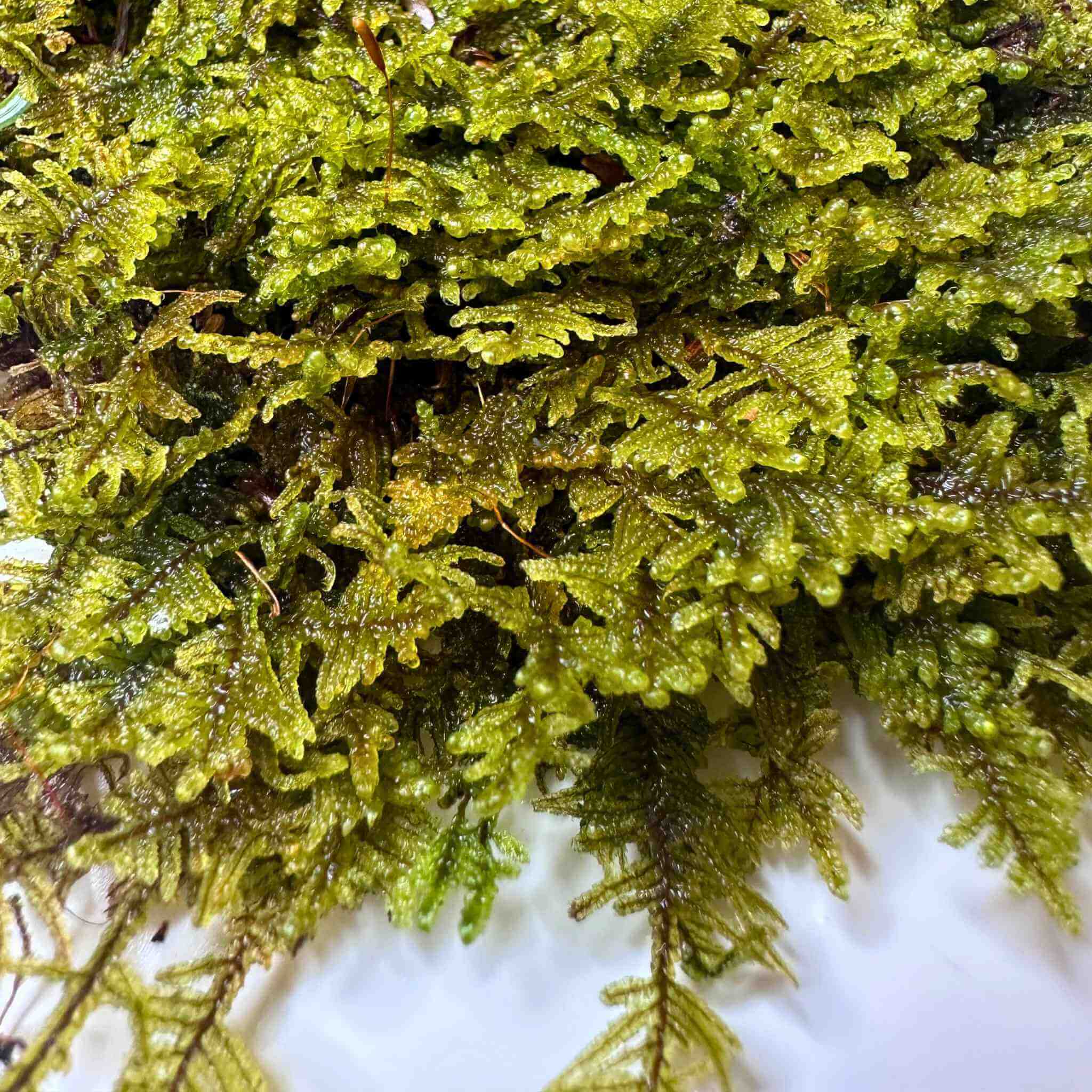 Live Sheet Moss (Hypnum Moss)