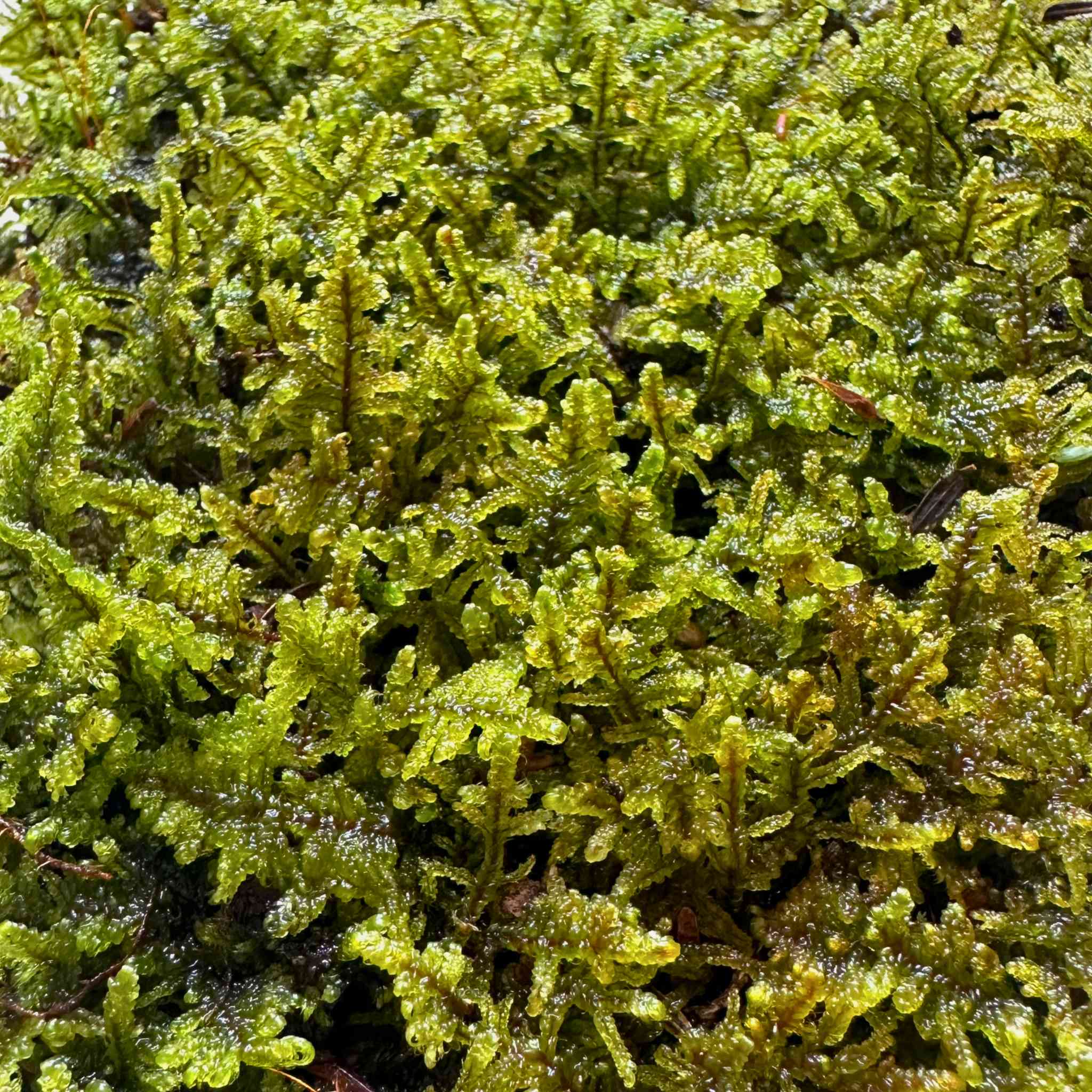 Live Sheet Moss (Hypnum Moss)