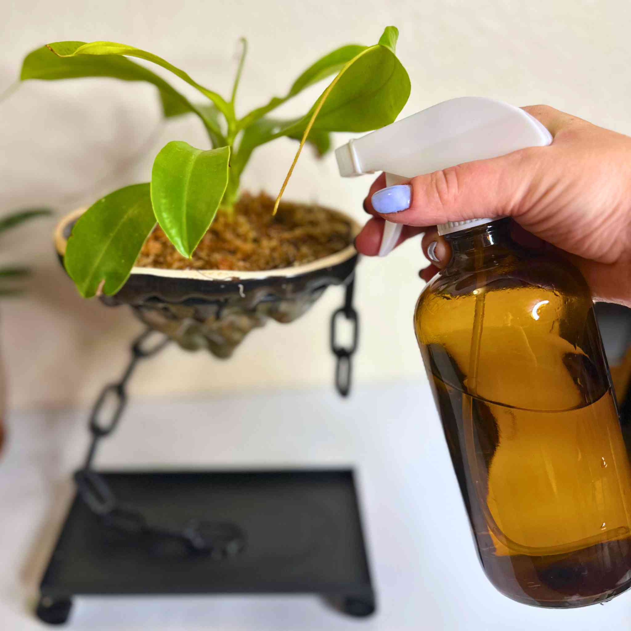 Terrarium Spray Bottle (16oz) | Amber Glass