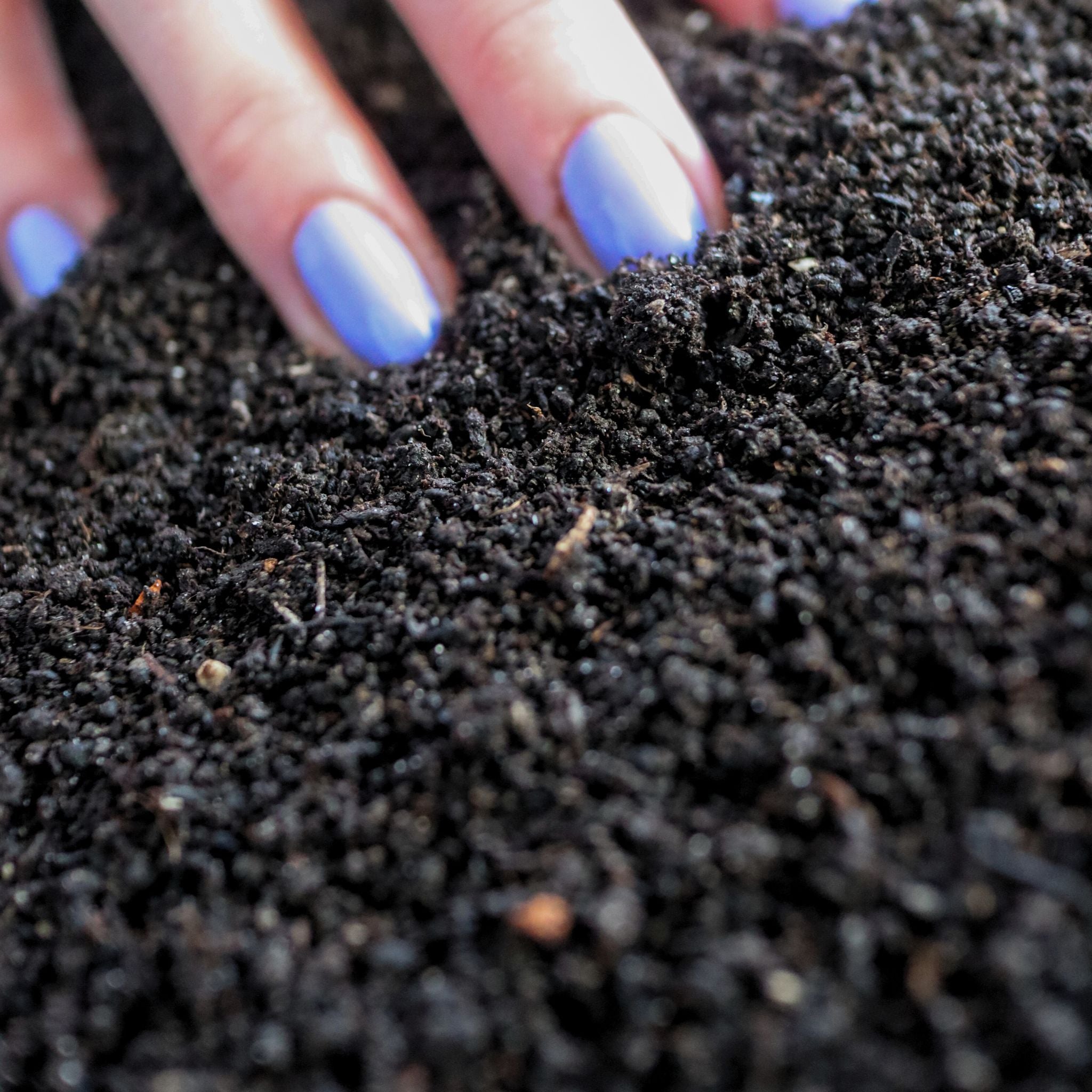 Worm Castings (Natural Organic Fertilizer)